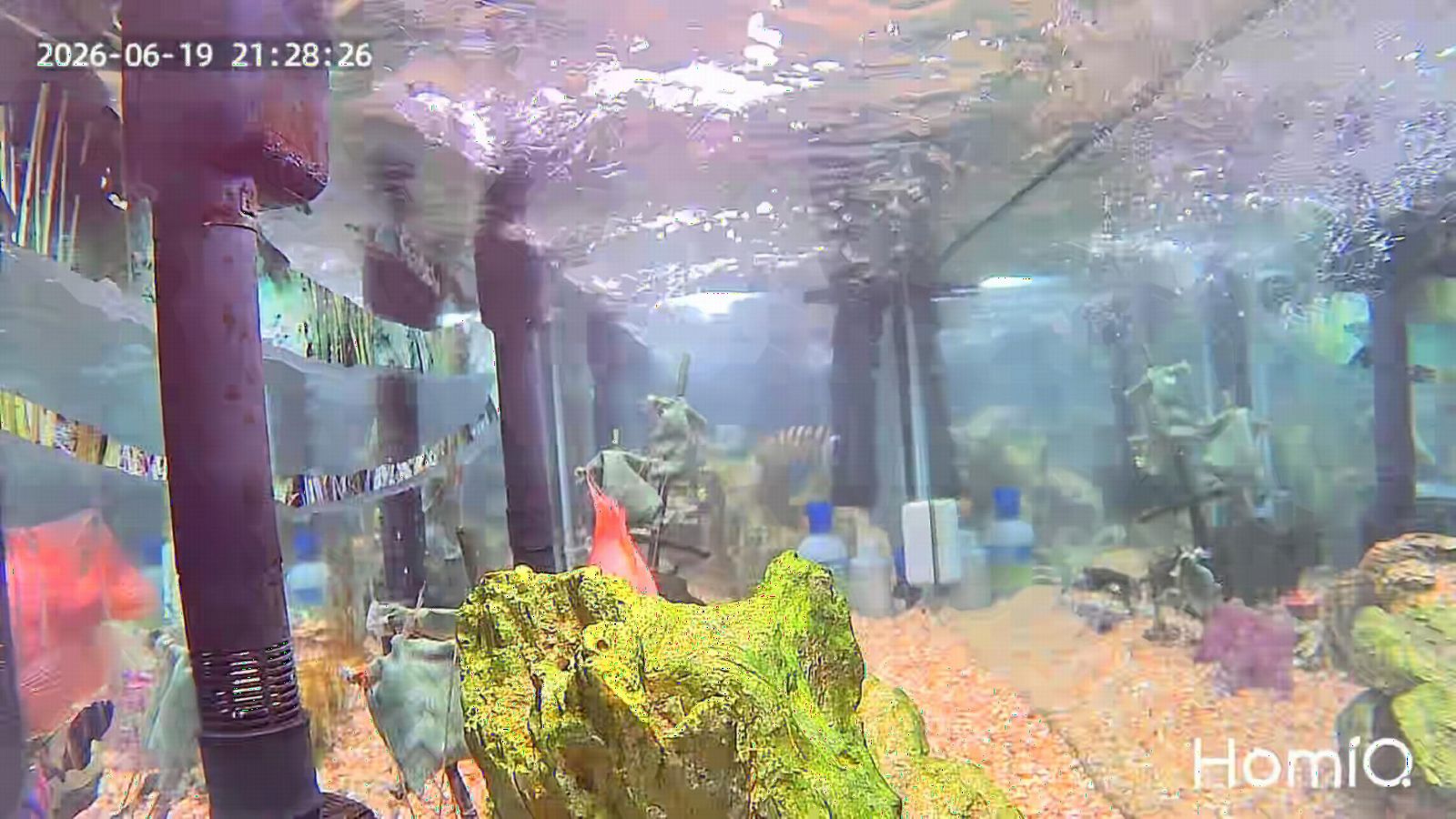 3MP 2K Aquarium & Terrarium Pet Camera.Install &Close-Focus Lens for Fish,Lizard, Reptile Pet and Window Bird Feeder,2.4GHz & 5GHz WiFi,Auto-Focus,24/7 Recording customer photo 2