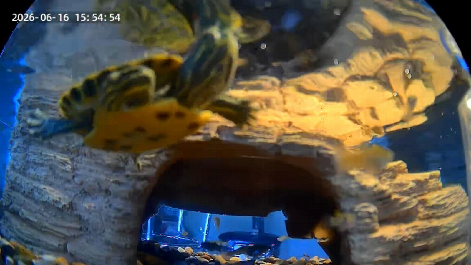3MP 2K AI Reptile Aquarium Camera, Close-Focus Lens for Fish Tank Terrarium | Angle Magnetic Mount, Dual-Band Wi-Fi 2.4 GHz/5 GHz, 24/7 Recording, Anti-Glare and No Reflection customer photo 2