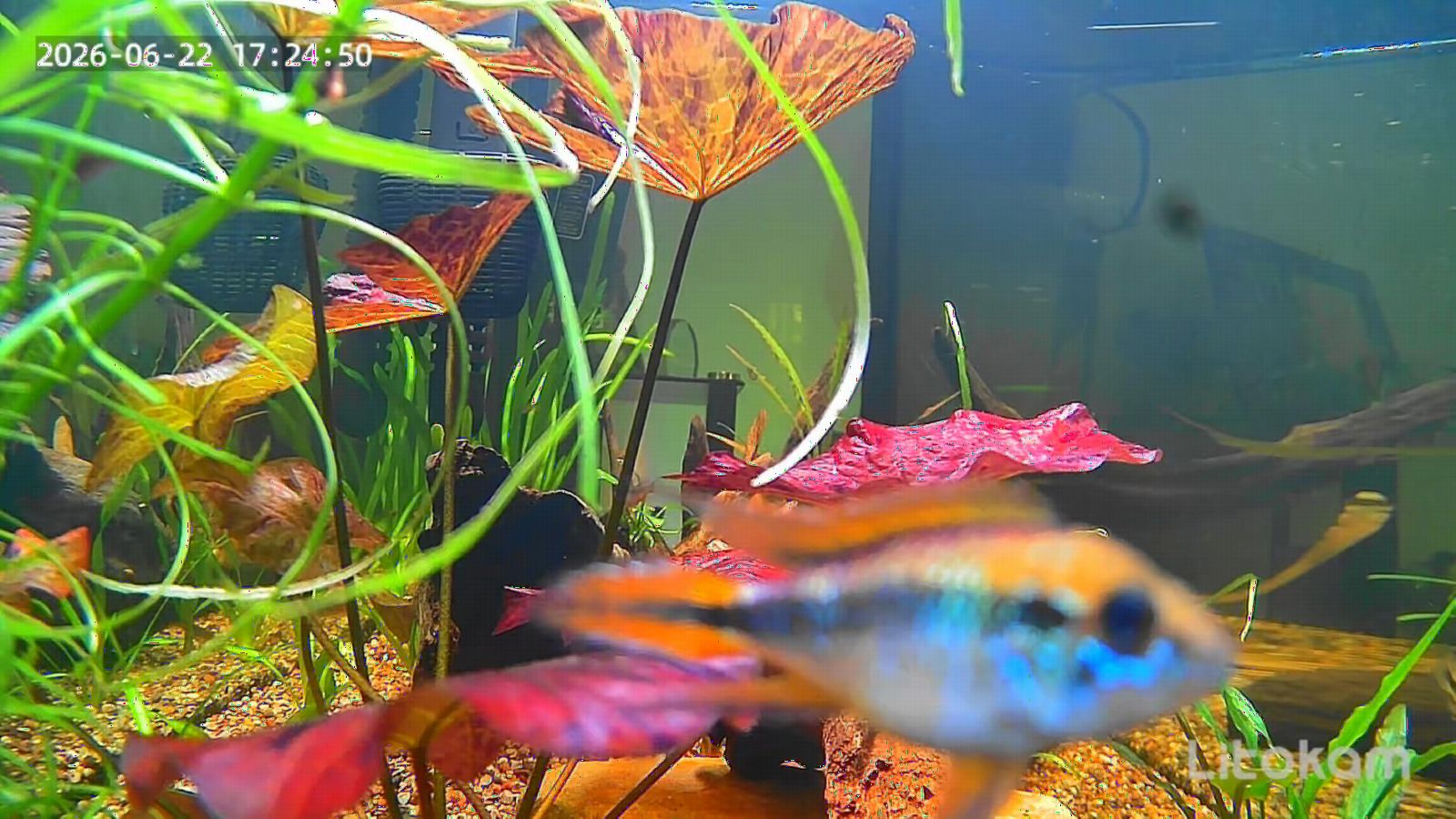 litokam F1.0 Aperture Fish Tank & Reptile Pet Camera.2K 3MP Anti-Glare Aquarium Terrarium Camera with Close-Focus Lens, 147° Ultra-Wide Angle, 3X Zoom, 2.4G/5GHz WiFi customer photo 1