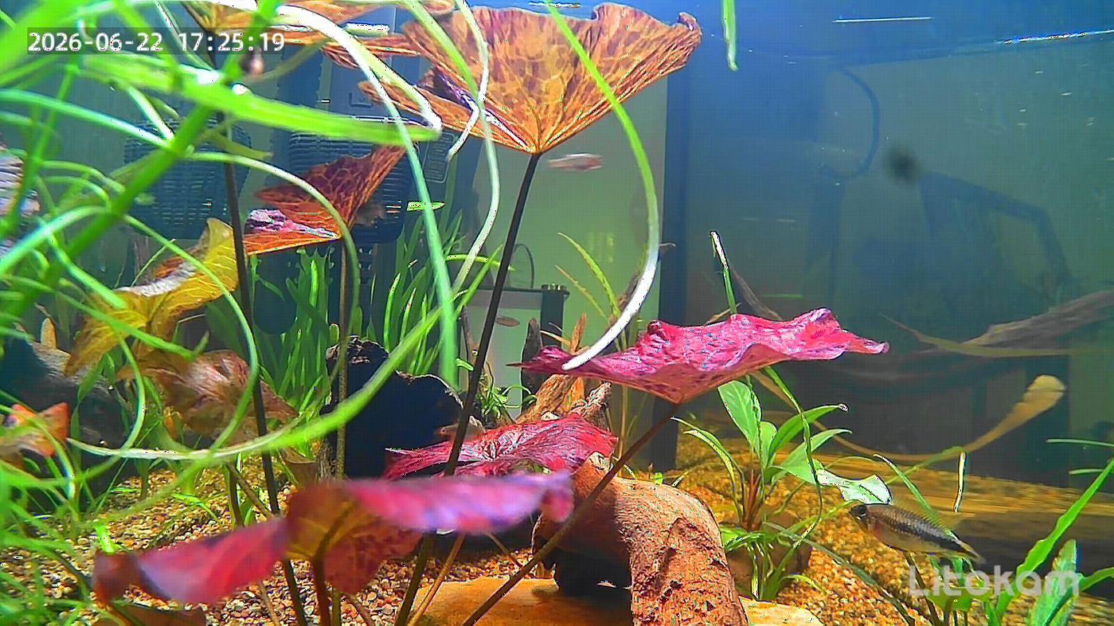 litokam F1.0 Aperture Fish Tank & Reptile Pet Camera.2K 3MP Anti-Glare Aquarium Terrarium Camera with Close-Focus Lens, 147° Ultra-Wide Angle, 3X Zoom, 2.4G/5GHz WiFi customer photo 2