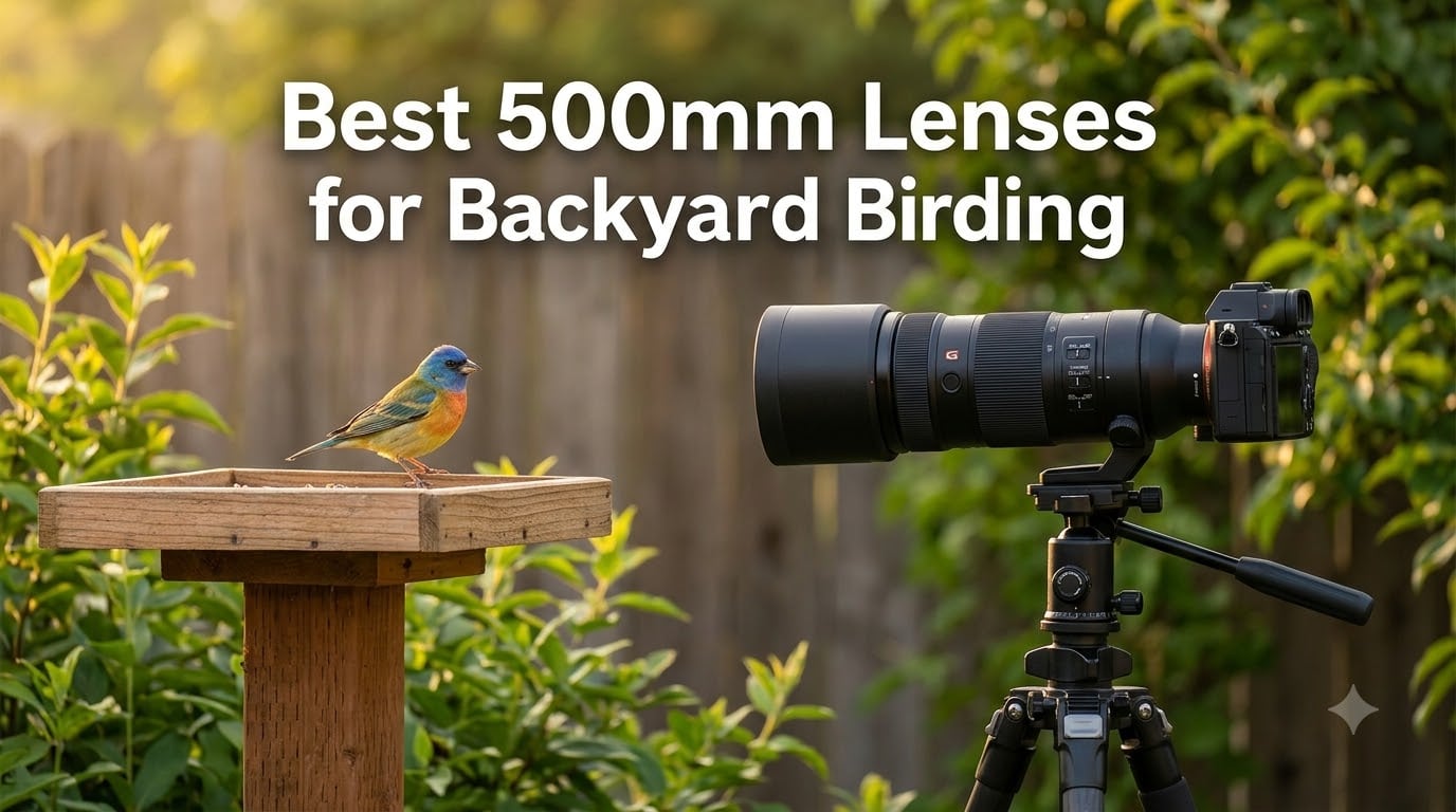 Best 500mm Lenses for Backyard Birding