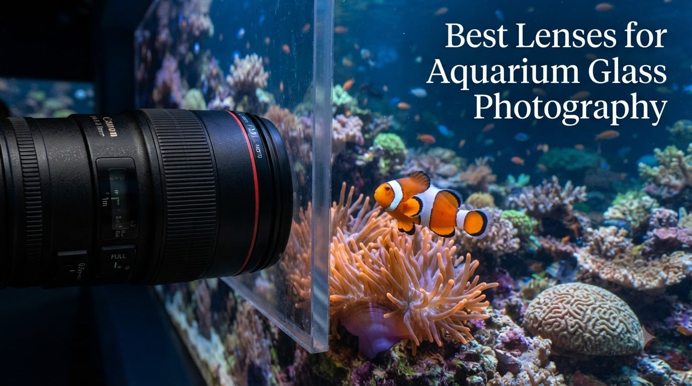 Best Lenses for Aquarium Glass Photography