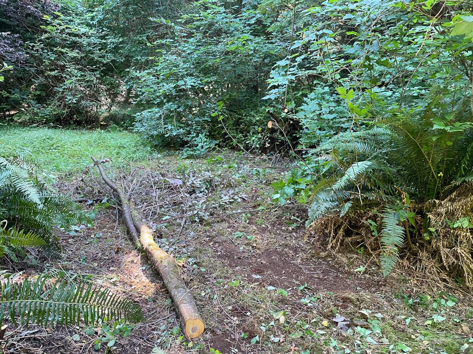 Silky Professional BIGBOY 2000 Folding Saw 360mm XL Teeth (356-36) customer photo 1