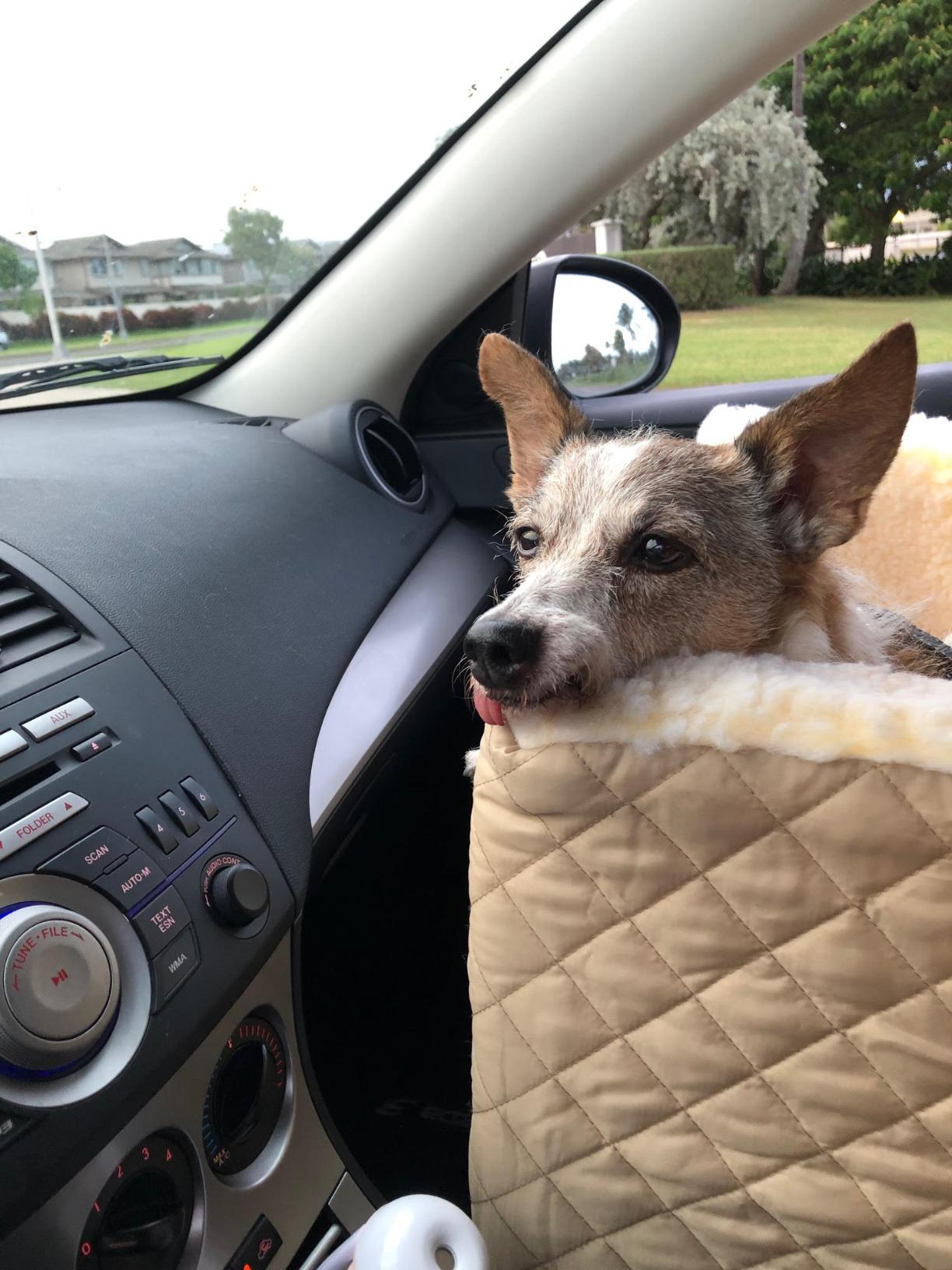 Snoozer Lookout I Car Seat - Dog Car Seats for Small Dogs, Puppy Booster Bed for Small Sized Pets up to 18 Lbs, Elevated, Washable - Size S, Black Quilted customer photo 1