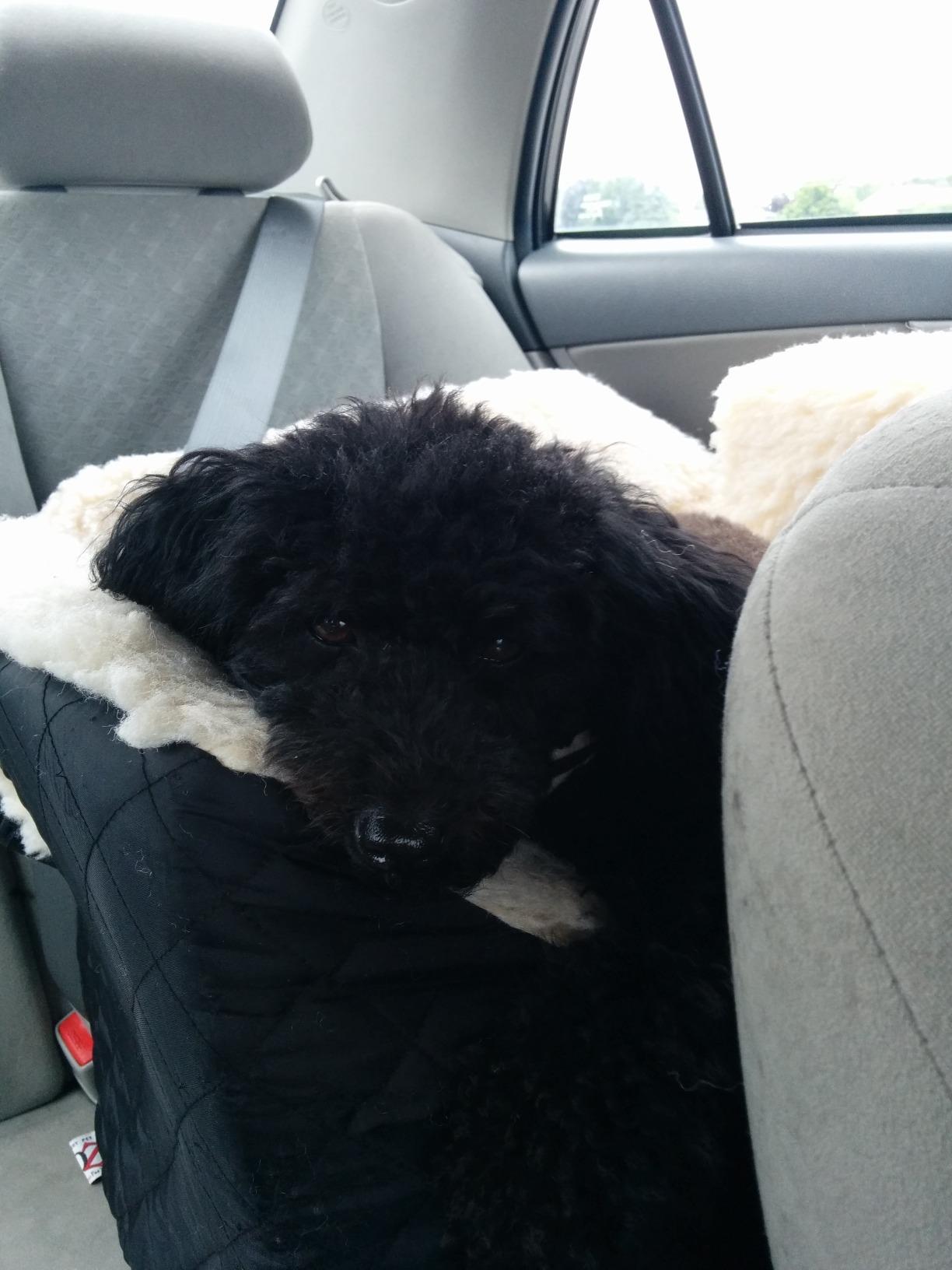 Snoozer Lookout I Car Seat - Dog Car Seats for Small Dogs, Puppy Booster Bed for Small Sized Pets up to 18 Lbs, Elevated, Washable - Size S, Black Quilted customer photo 2