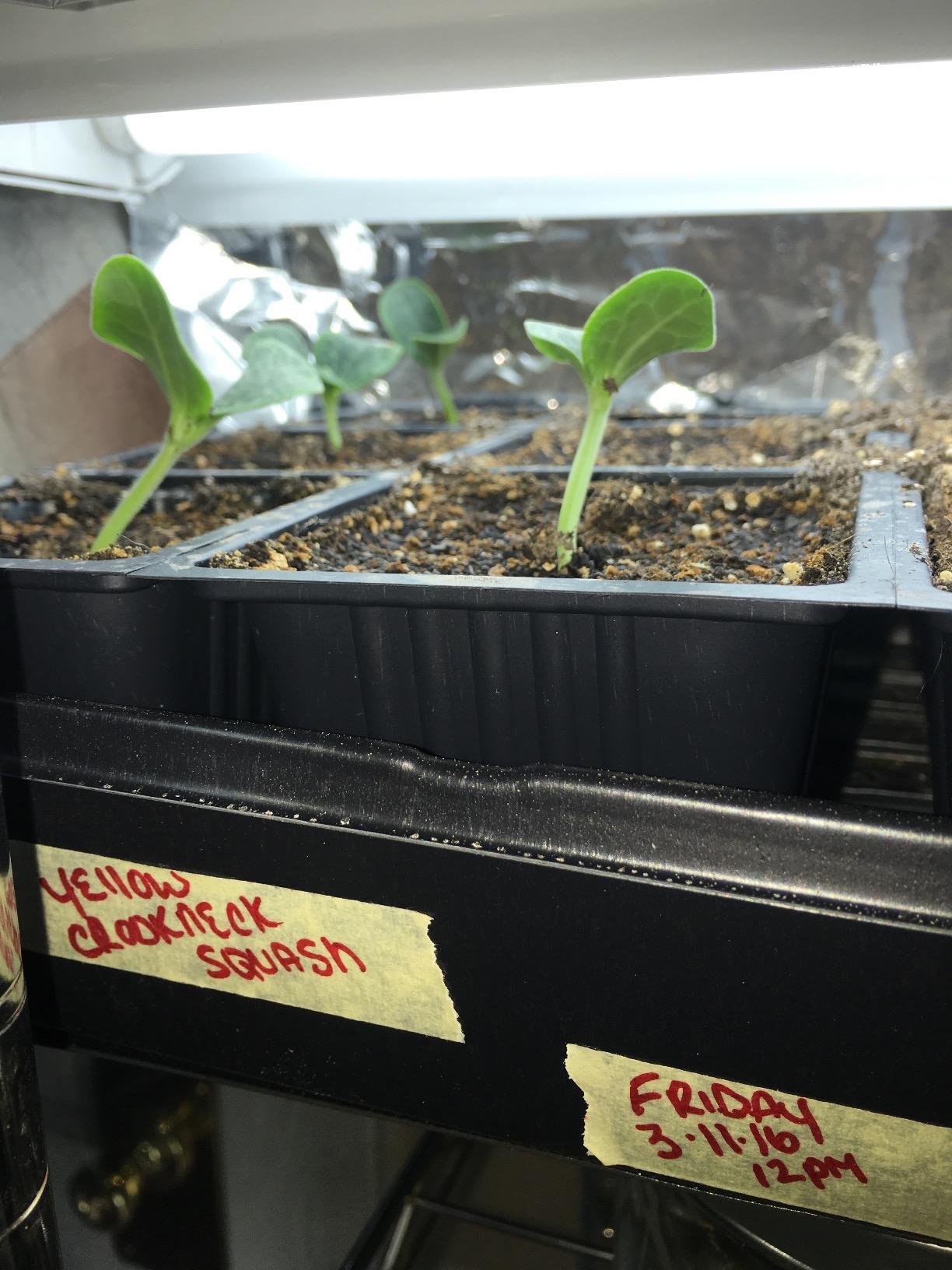 Hydrofarm MTMDU Seedling Heat Mat, 60 in x 21 in, Black, Propagation customer photo 2