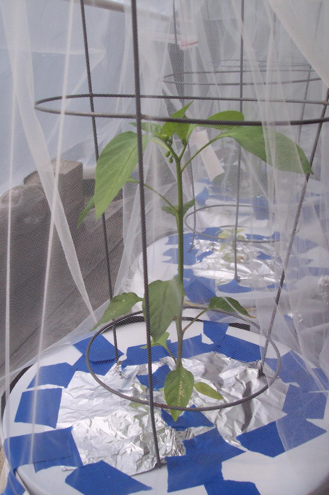 6 in. Wide Lip Bucket Basket - Round Plant Container with Mesh Bottom - Hydrofarm HG6RDBK customer photo 1