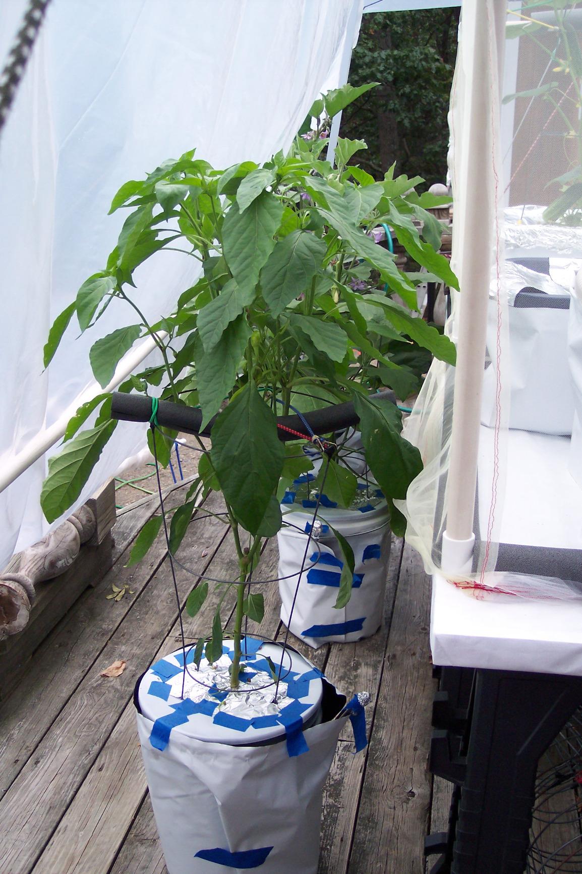 6 in. Wide Lip Bucket Basket - Round Plant Container with Mesh Bottom - Hydrofarm HG6RDBK customer photo 2