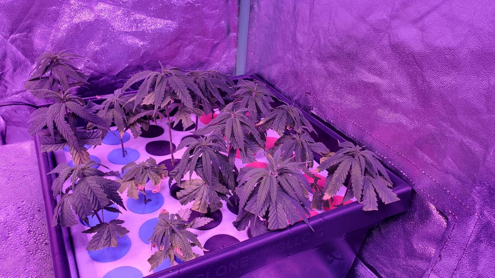 36 Site Aeroponic Cloning Machine. Expect 100% Success Rates! customer photo 1