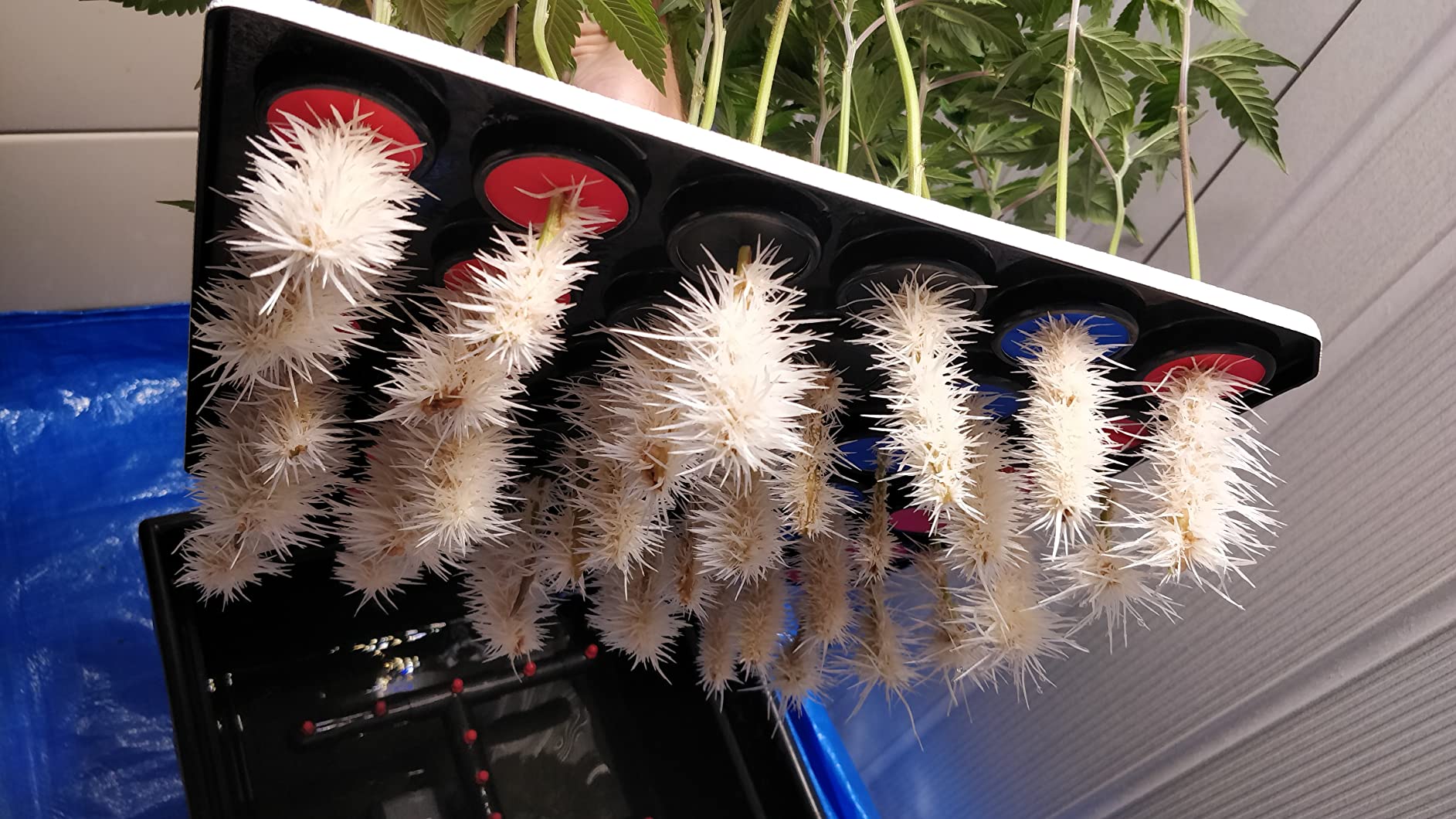 36 Site Aeroponic Cloning Machine. Expect 100% Success Rates! customer photo 2
