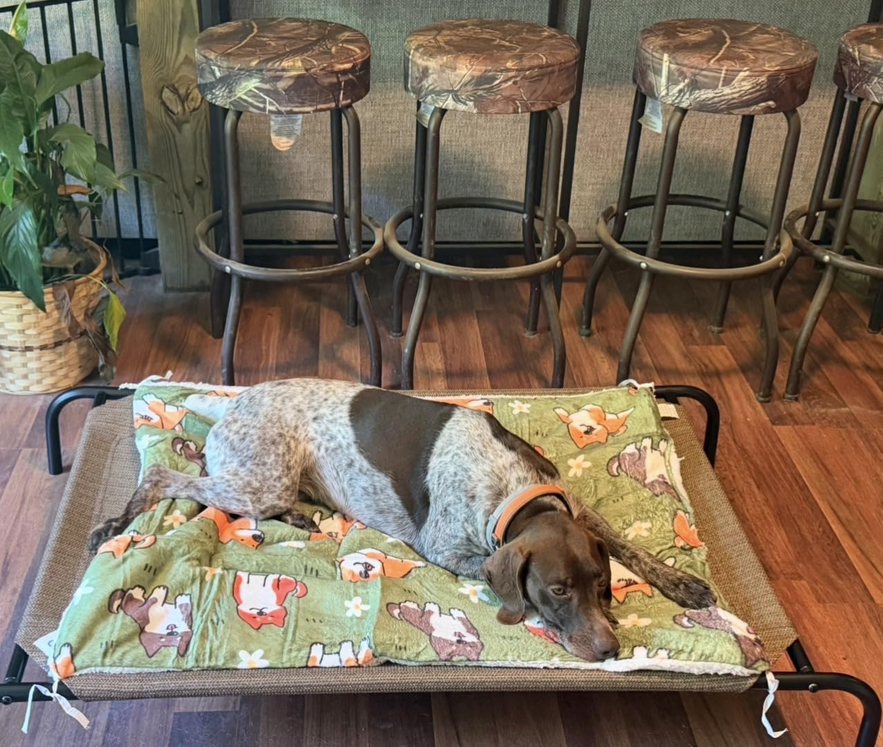 Coolaroo Original Elevated Dog Bed - Breathable Off-The-Ground Pet Bed with Cooling Fabric, Joint Relief & Moisture-Resistant Fabric, 100% Recyclable, Easy Clean, Nutmeg, Large customer photo 1
