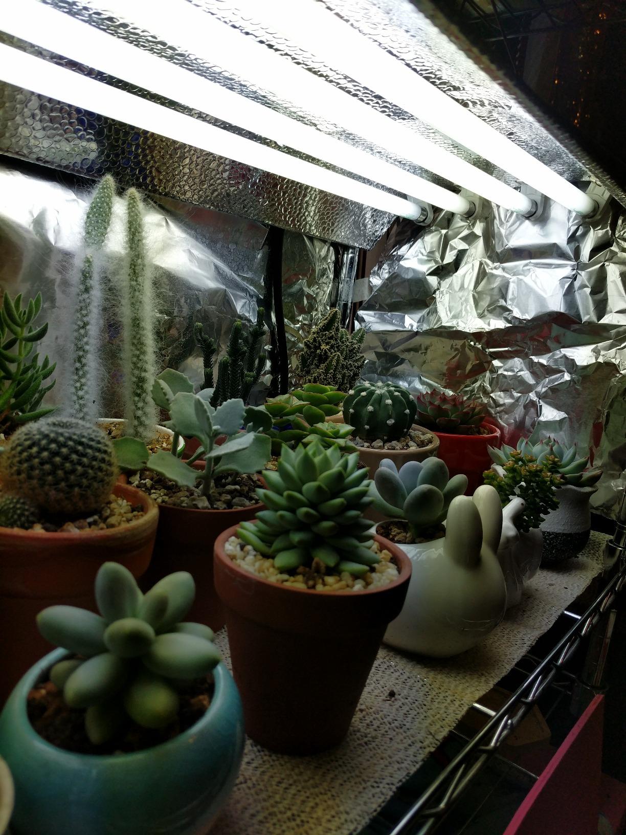 Durolux T5 Grow Light - 2 FT 4 Lamps - DL824 HO Fluorescent Hydroponic Fixture Seeding Colon Veg Growing Daisy Chain with Bulbs customer photo 1