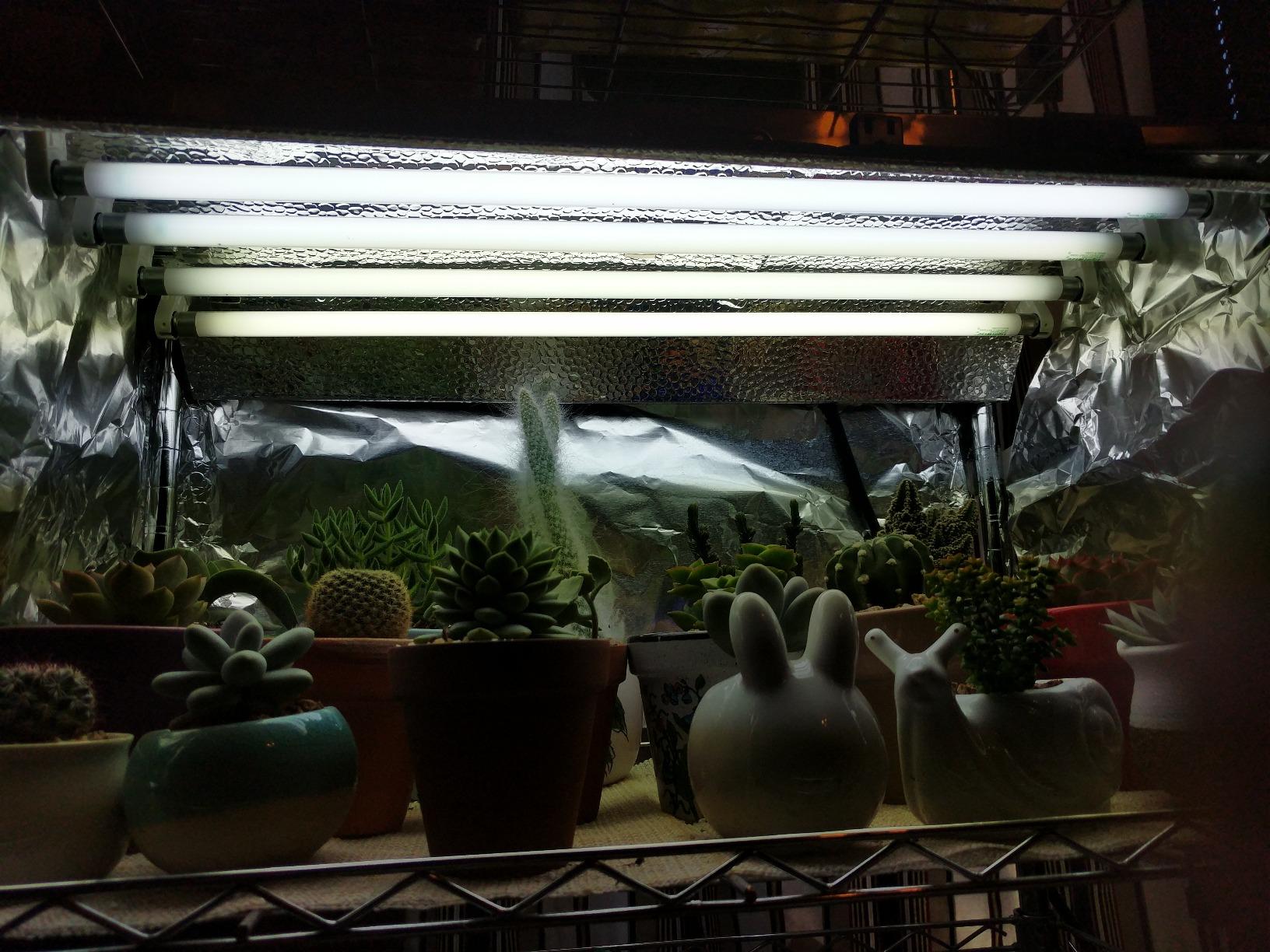 Durolux T5 Grow Light - 2 FT 4 Lamps - DL824 HO Fluorescent Hydroponic Fixture Seeding Colon Veg Growing Daisy Chain with Bulbs customer photo 2