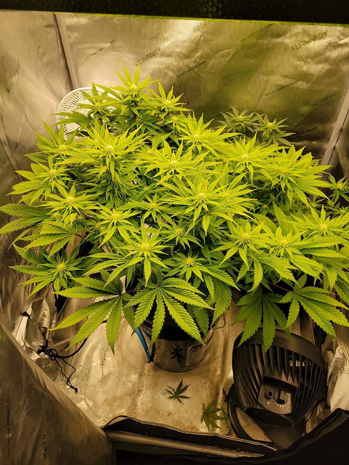 Deep Water Culture (DWC) Hydroponic Bucket Kit 5 Gallon, 6 inch customer photo 2