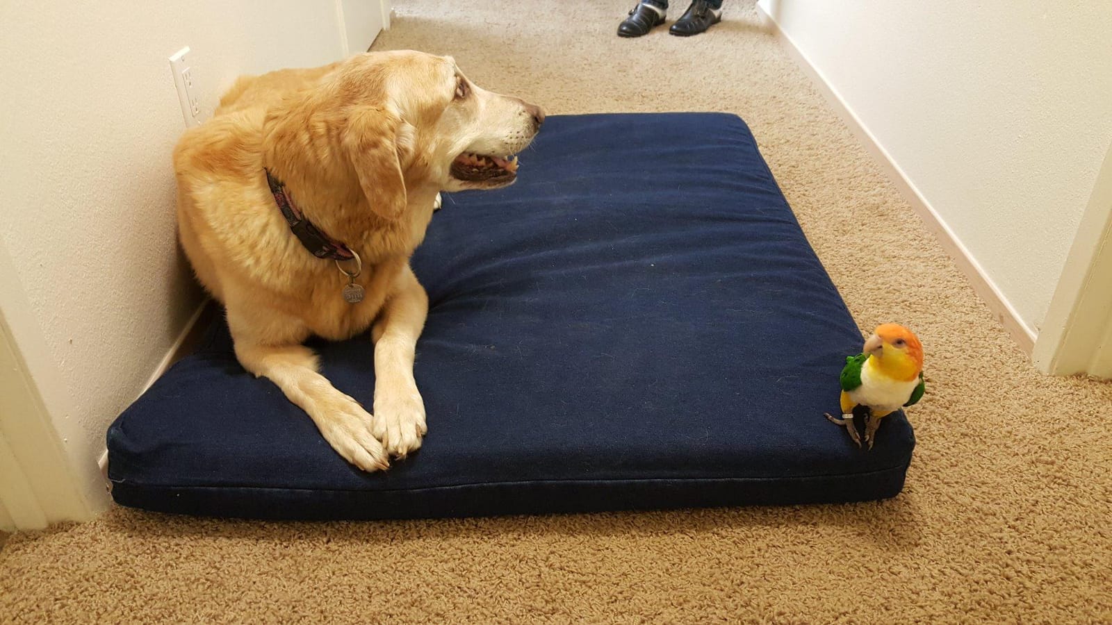 Dogbed4less Extra Large Orthopedic Memory Foam Dog Bed for Large Dogs with Durable Waterproof Internal Case, Removable Washable Denim Cover and Bonus Pet Bed Cover, 47X29X4 Fits 48X30 Dog Crate, Blue customer photo 2