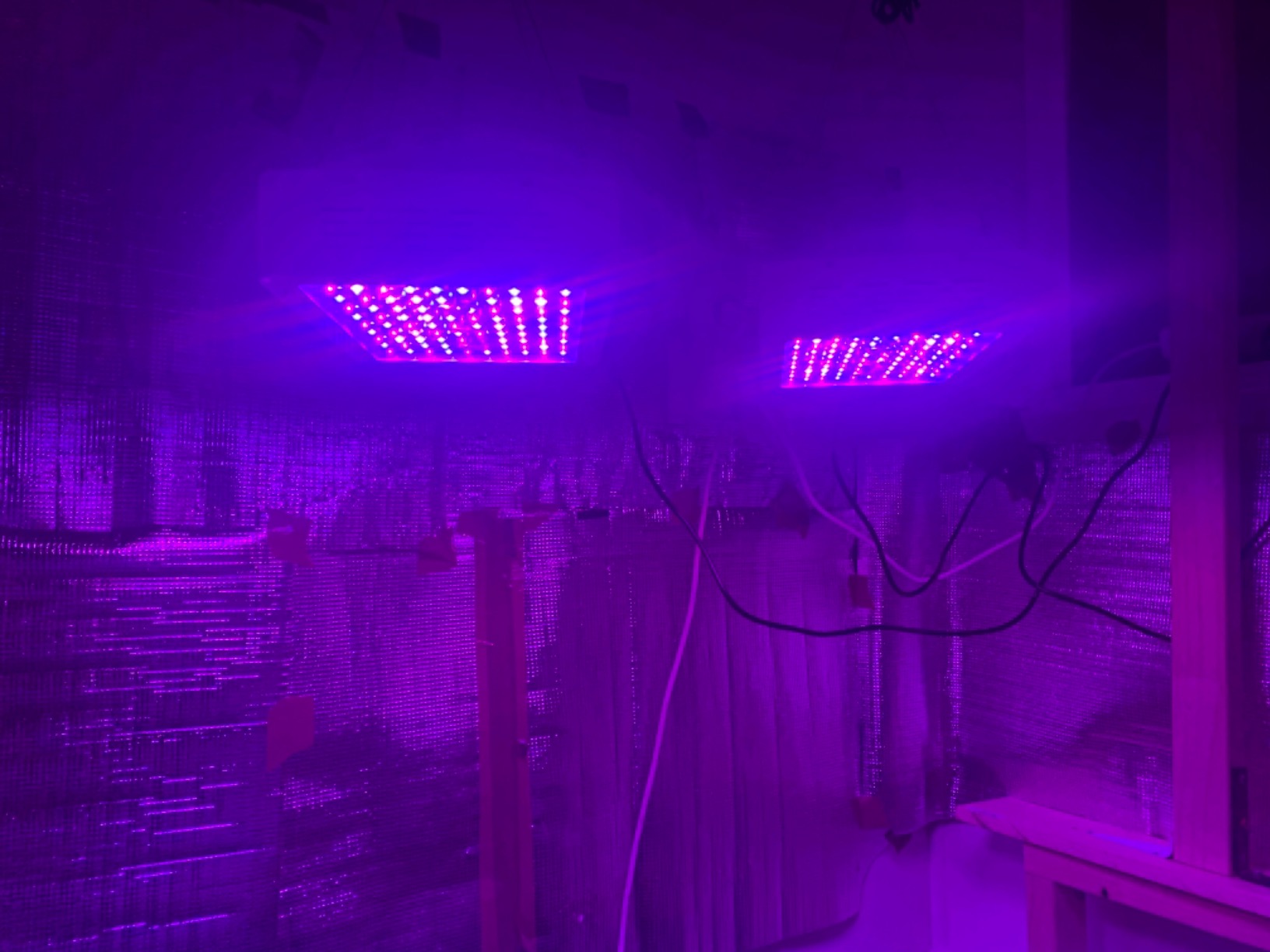 KingLED KP1000 Grow Light for Indoor Plants, Fits 2x2, 2x3 & 2x4 ft Tents customer photo 2