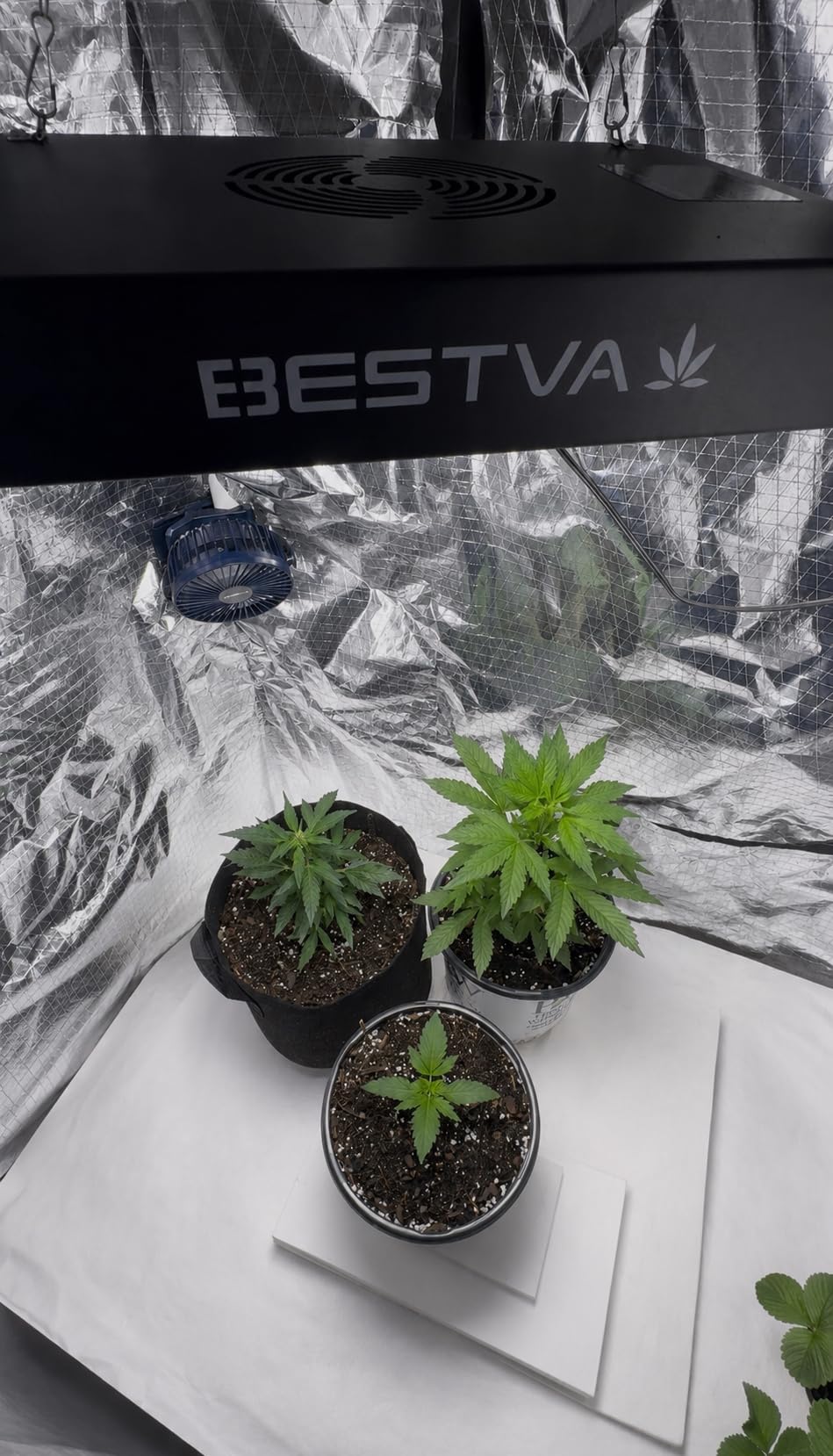 BESTVA DC1000 Grow Light for Indoor Plants, Full Spectrum LED Plant Light customer photo 2