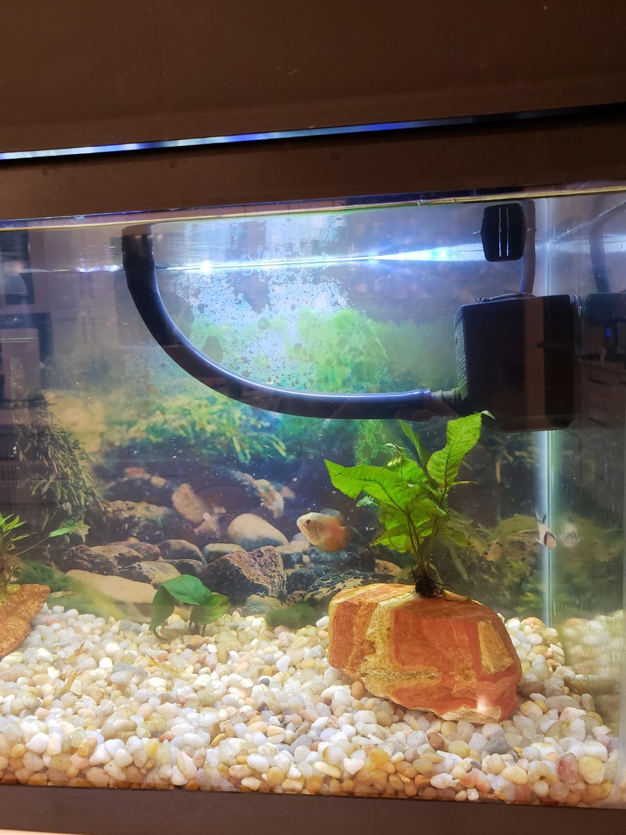 AquaSprouts Aquaponics Garden, Self-Sustaining Desktop Aquarium Hydroponics Ecosystem Kit, fits Standard 10 Gallon Aquariums customer photo 1