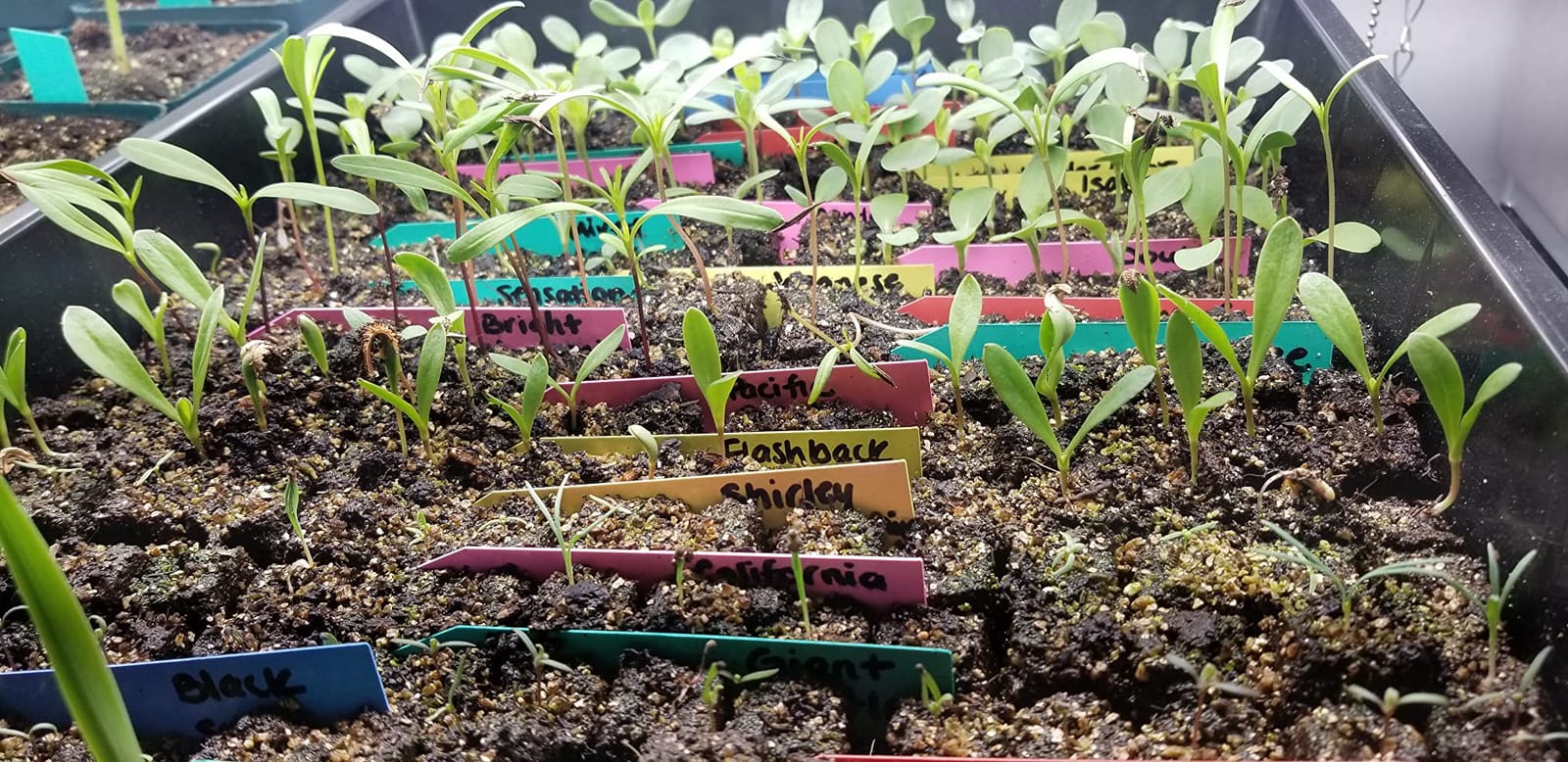 Authentic Ladbrooke 5-Pc Essentials Soil Blocker Set, England customer photo 1