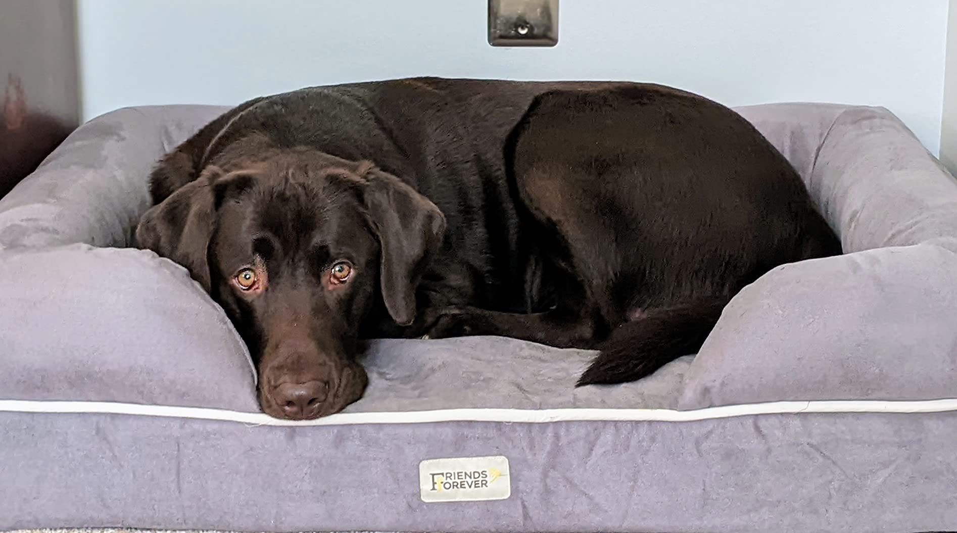 Friends Forever Large Dog Bed Couch, Orthopedic Pet Sofa Memory Foam customer photo 1