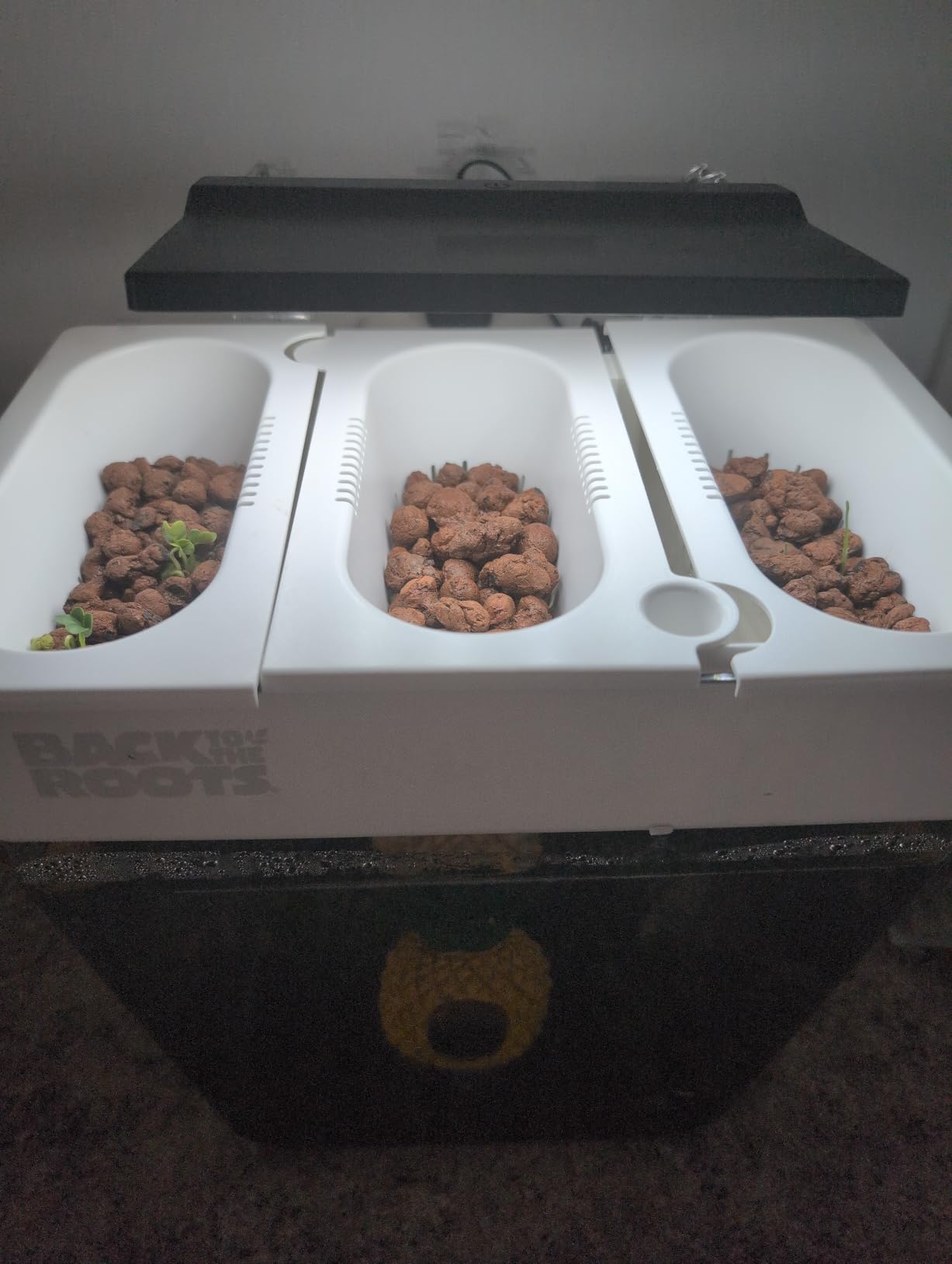 Back to the Roots Indoor Aquaponic Garden - 3 Gallon Self Watering, Mess-Free Planter and Self-Cleaning Fishtank for Herbs, Microgreens, Bamboo, Succulents, and Houseplants, support Fish customer photo 2