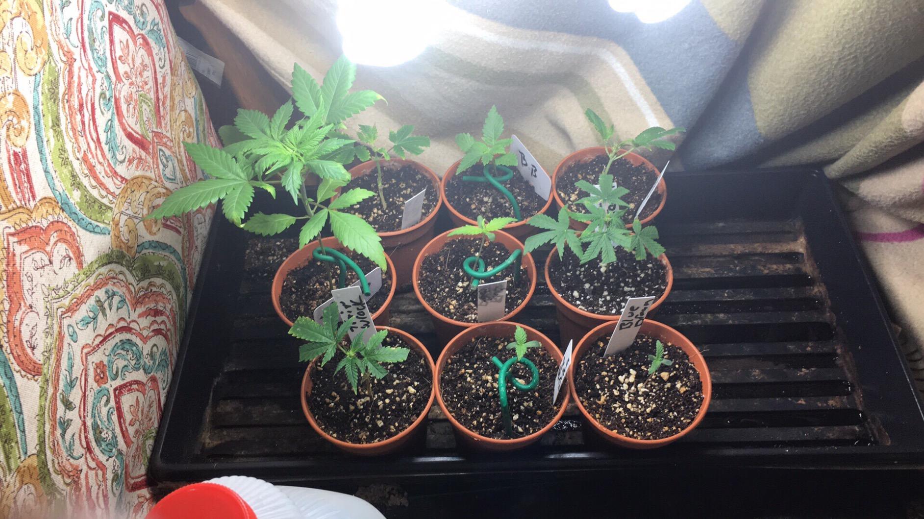 EZ Clone 16 Cutting Cloning System customer photo 2