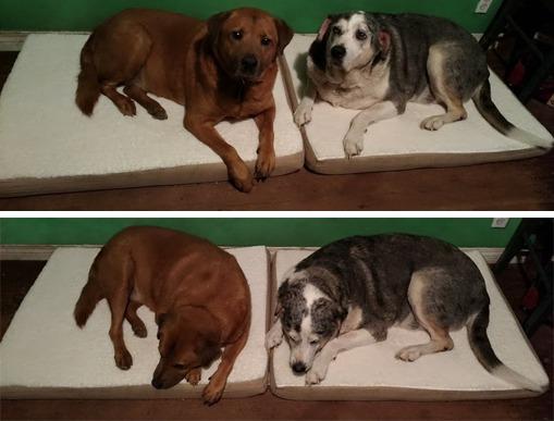 Orthopedic Dog Bed - 2-Layer Memory Foam Crate Mat with Machine Washable Sherpa Cover - 20x15 Pet Bed for Small Dogs Up to 20lbs by PETMAKER (Gray) customer photo 1
