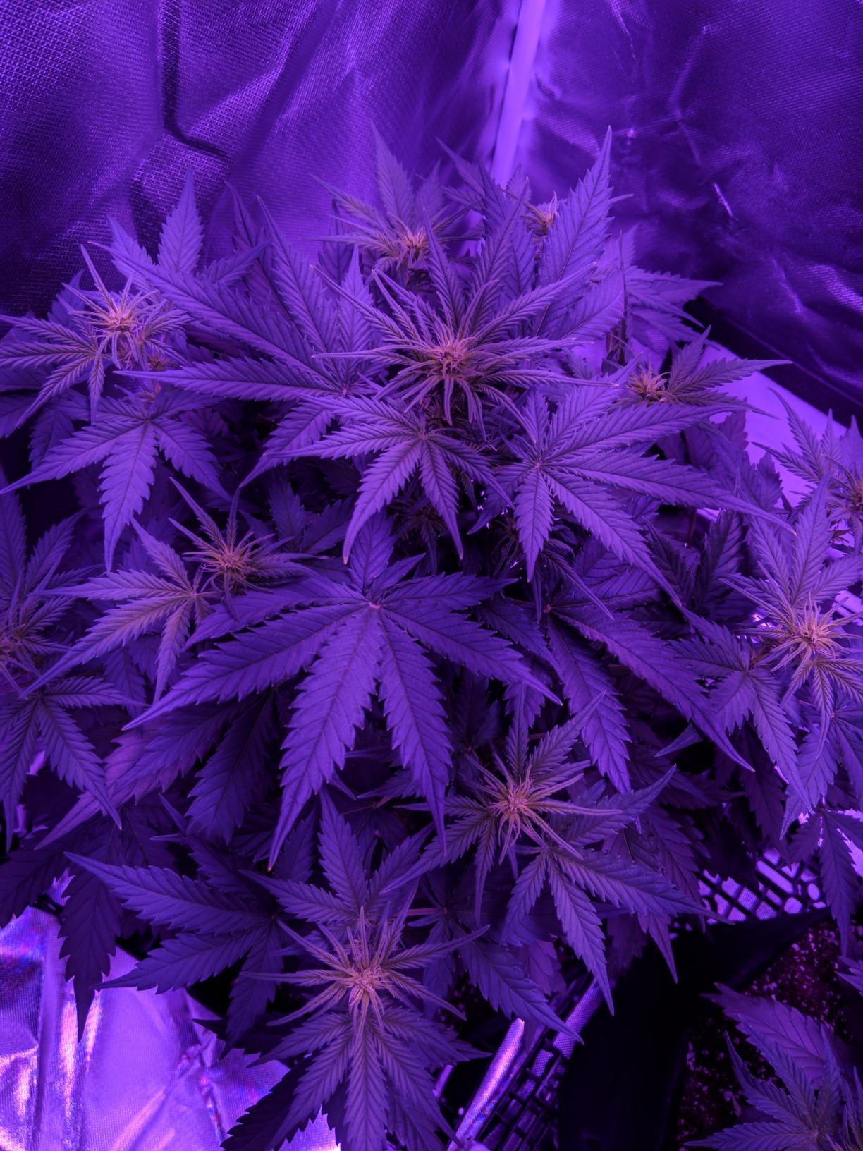 Upgrade Integrated Auto 2'X2' Grow Tent Kit Complete System, S1000 LED Grow Light, Grow Tent with 4“Ventilation Kit, Inline Fan&Carbon Filter, Irrigation Kit, Humidifier and Clip Fan customer photo 1