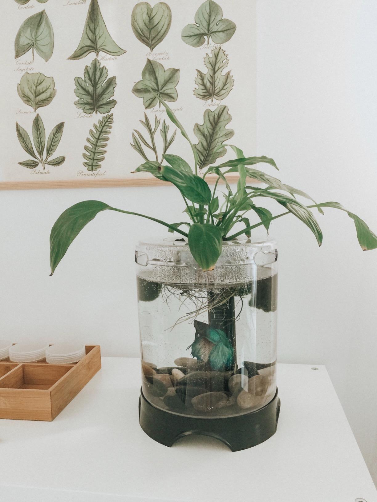 Penn-Plax Aquaponic Planter and Aquarium for Betta Fish | Tank Promotes Healthy Hydroponic Environment for Plants and Fish customer photo 1