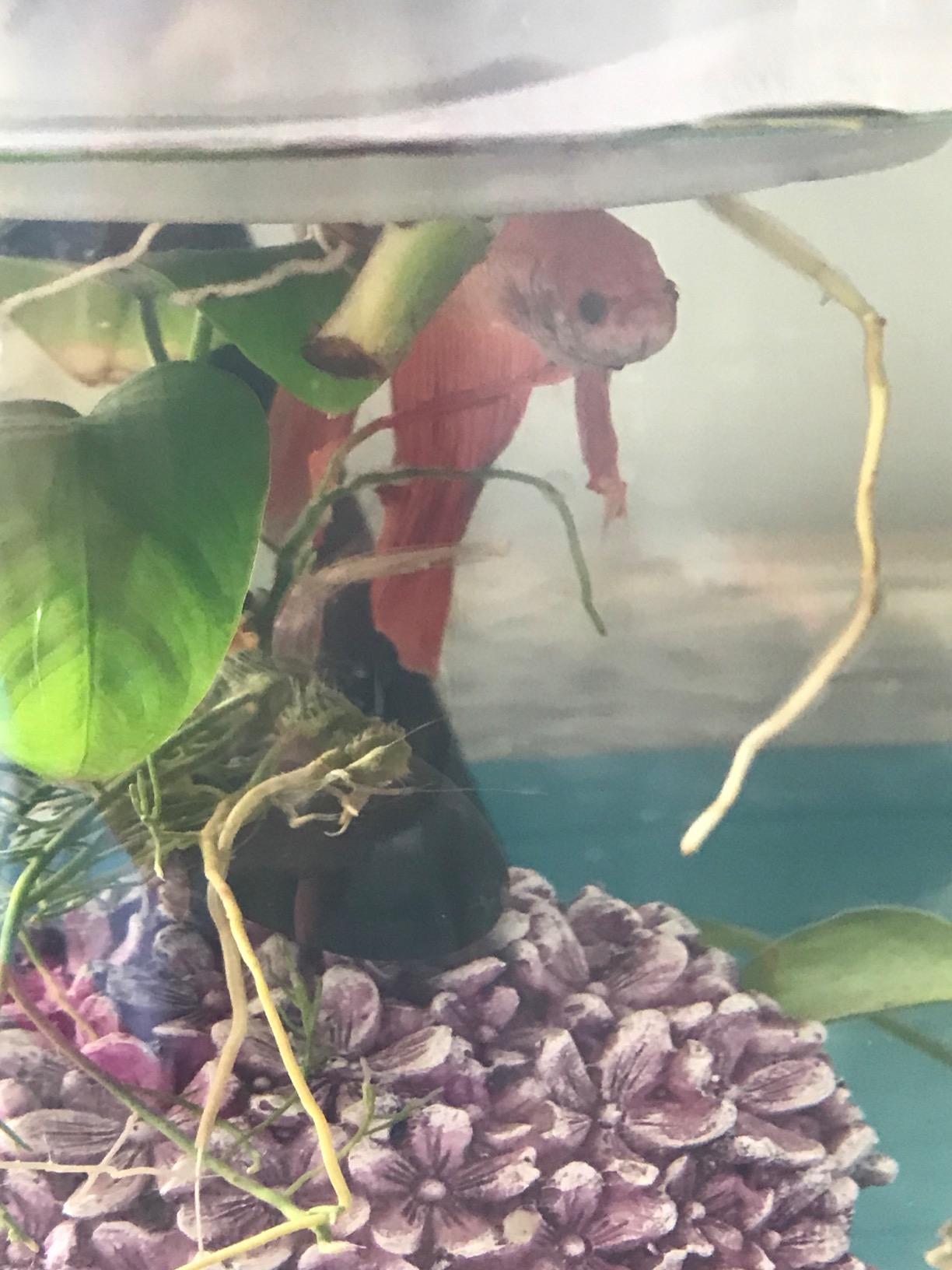 Penn-Plax Aquaponic Planter and Aquarium for Betta Fish | Tank Promotes Healthy Hydroponic Environment for Plants and Fish customer photo 2