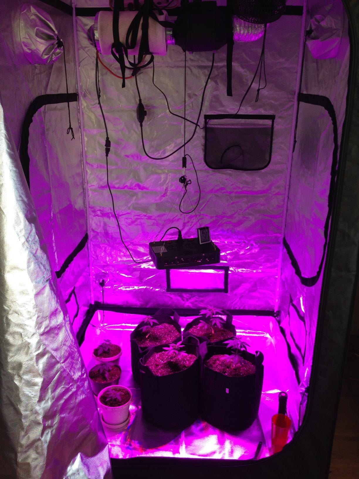 zazzy 4x4 Grow Tent, 48