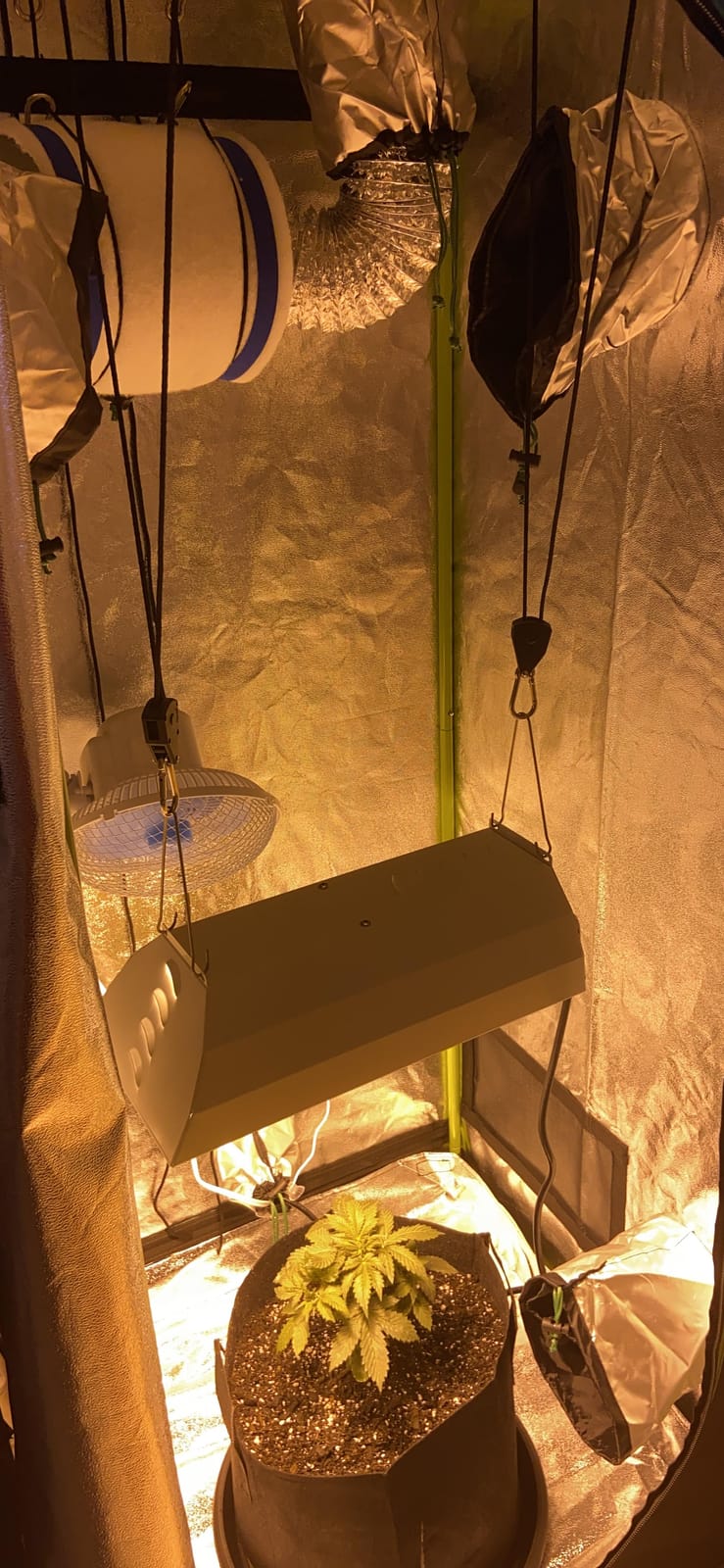 Complete Solution - 150W HPS Grow Light - 24