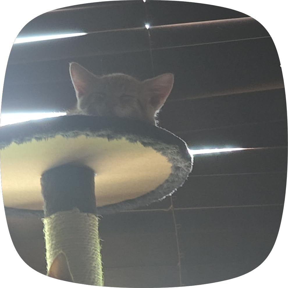 Yaheetech 54in Cat Tree Tower, 2 Caves, Kitten-Ear Perch & Scratching Posts customer photo 1