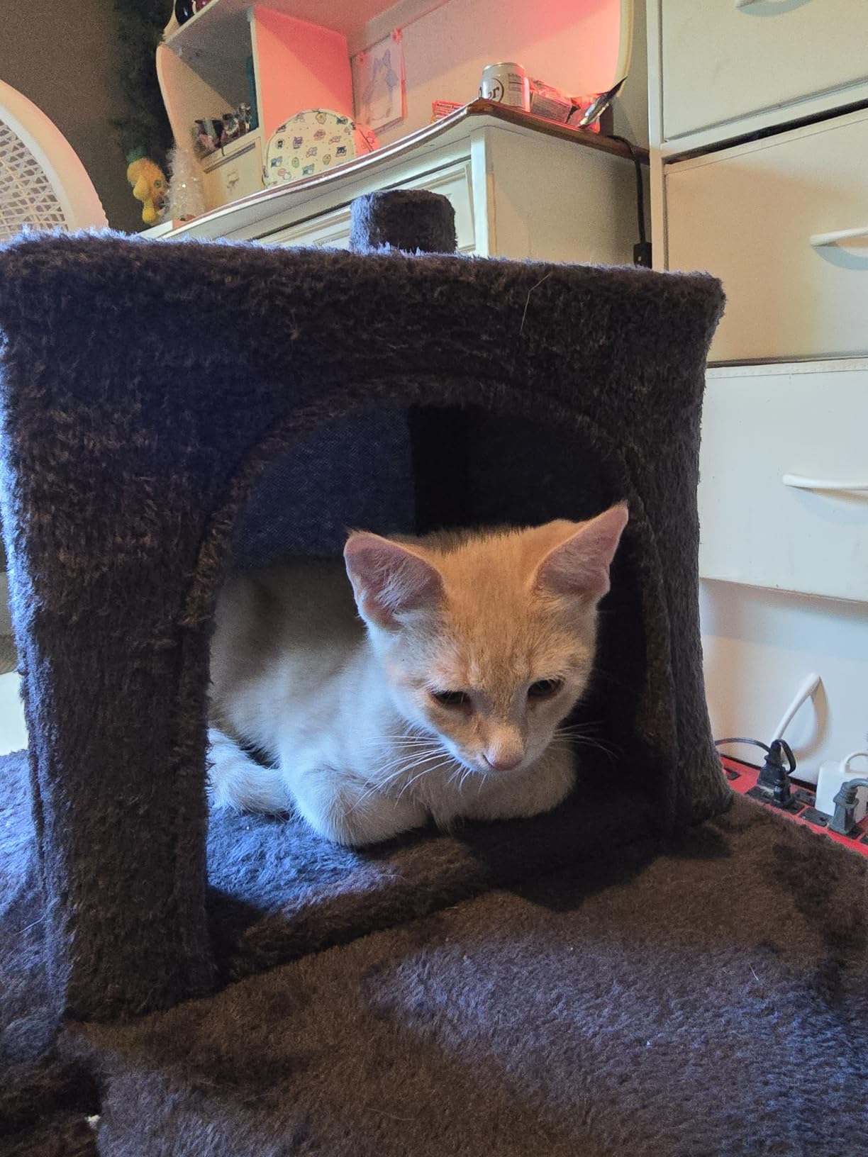 Yaheetech 54in Cat Tree Tower, 2 Caves, Kitten-Ear Perch & Scratching Posts customer photo 2