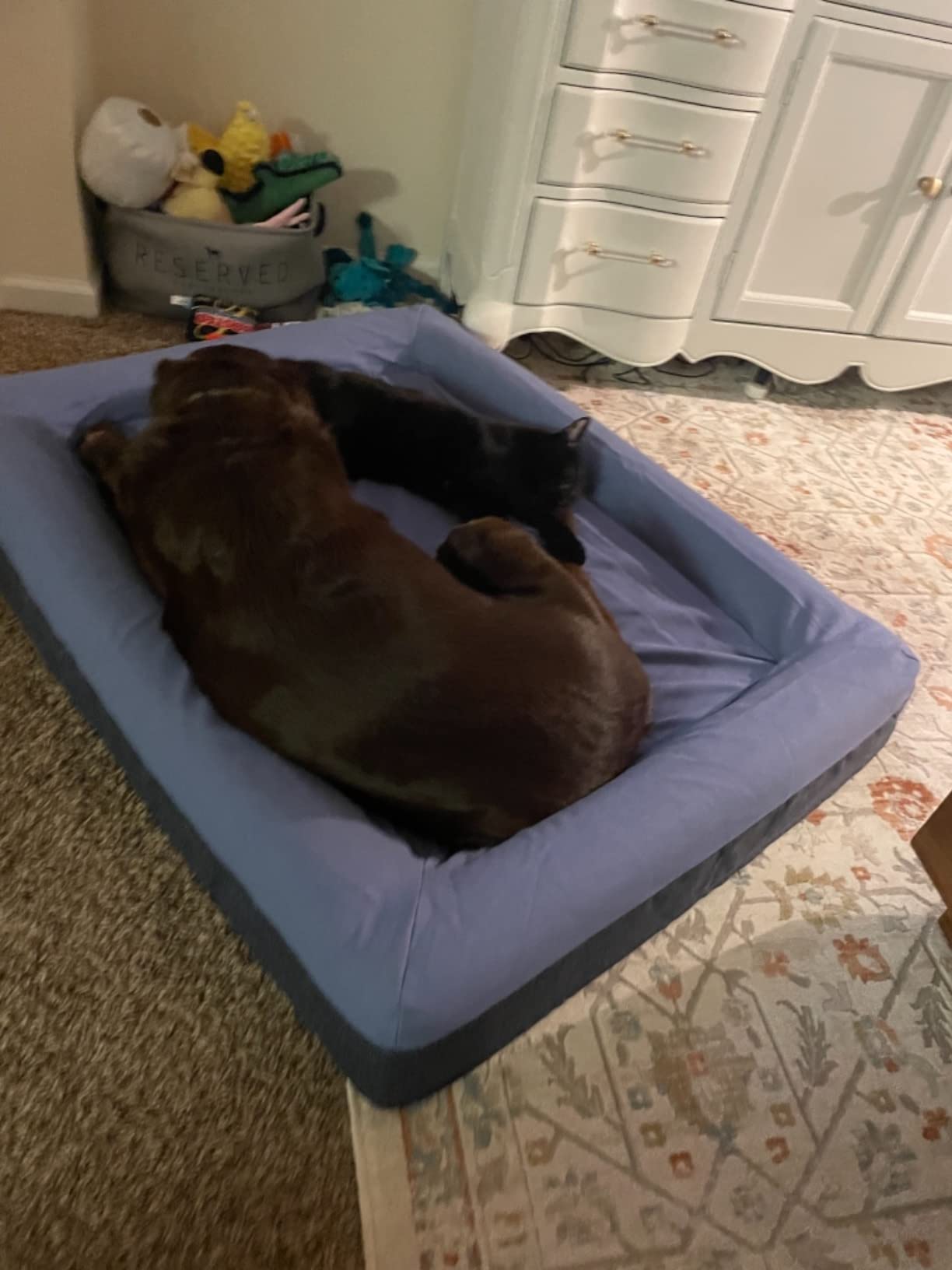 Casper Dog Bed, Plush Memory Foam, Medium, Gray, 25.0