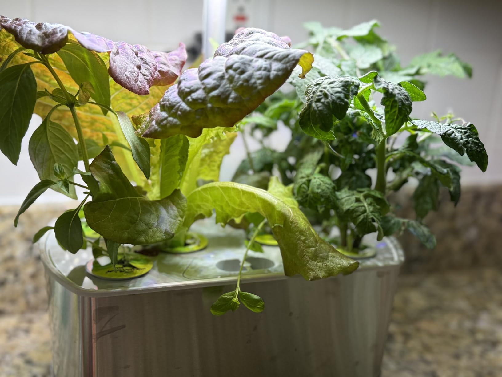 AeroGarden Harvest Elite, Stainless Steel customer photo 2