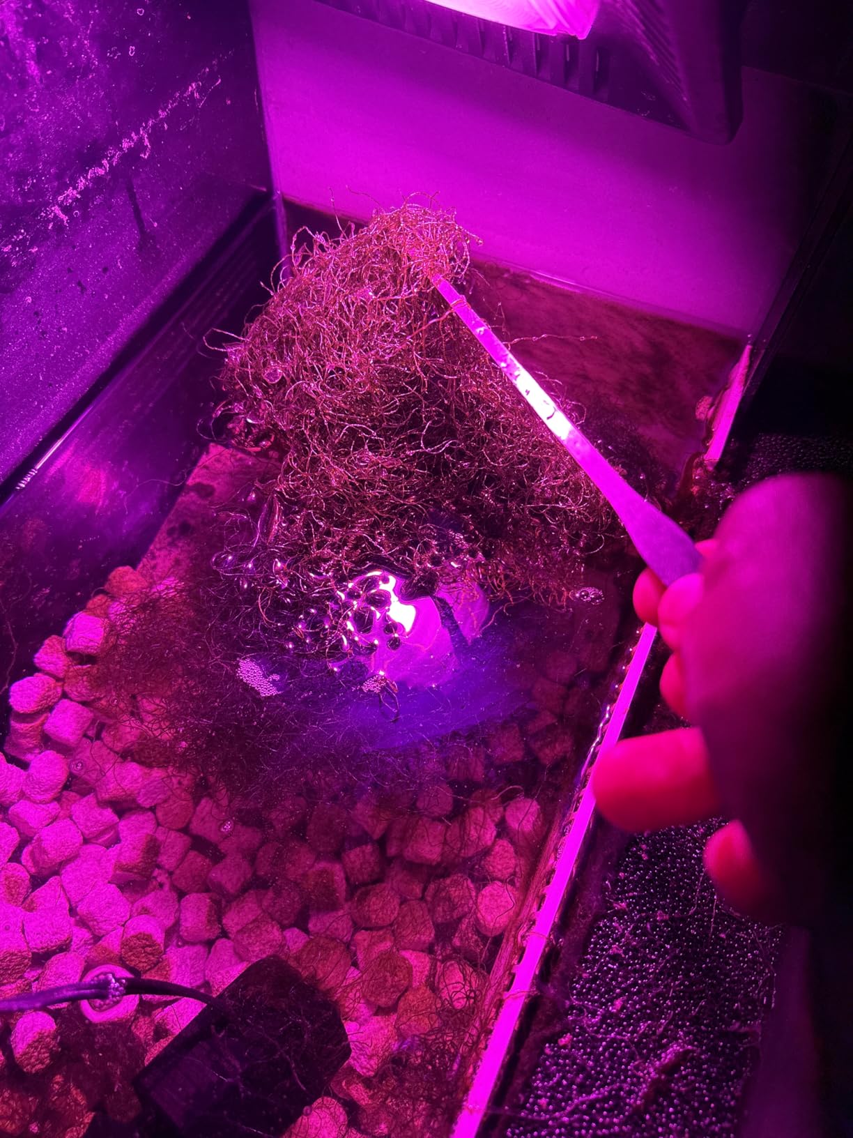 Full Spectrum LED Grow Lights for Indoor Plants, CANAGROW Waterproof COB Outdoor Grow Light, Plant Growing Lamps Refugium Light for Saltwater Aquarium, Heating Lamps for Plants Seeding, Veg, Blooming customer photo 2