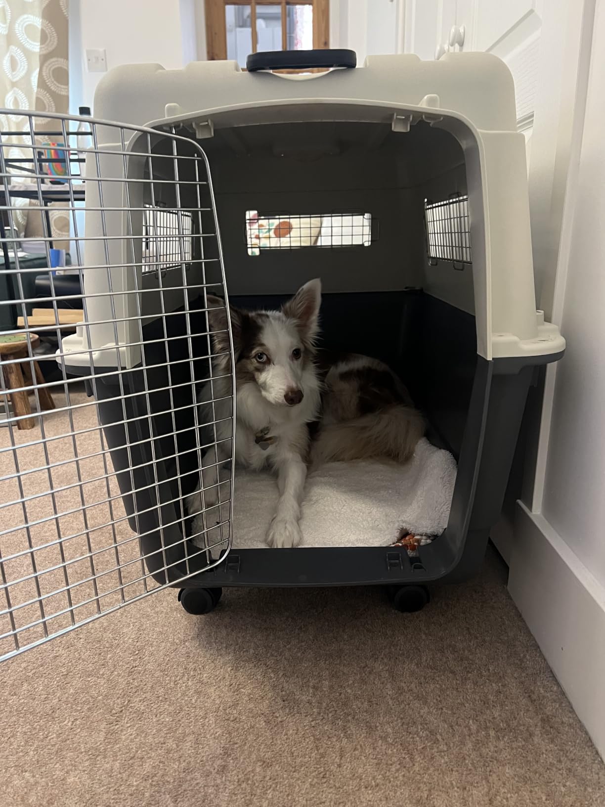 SportPet Airline Compliant XXX-LARGE 48