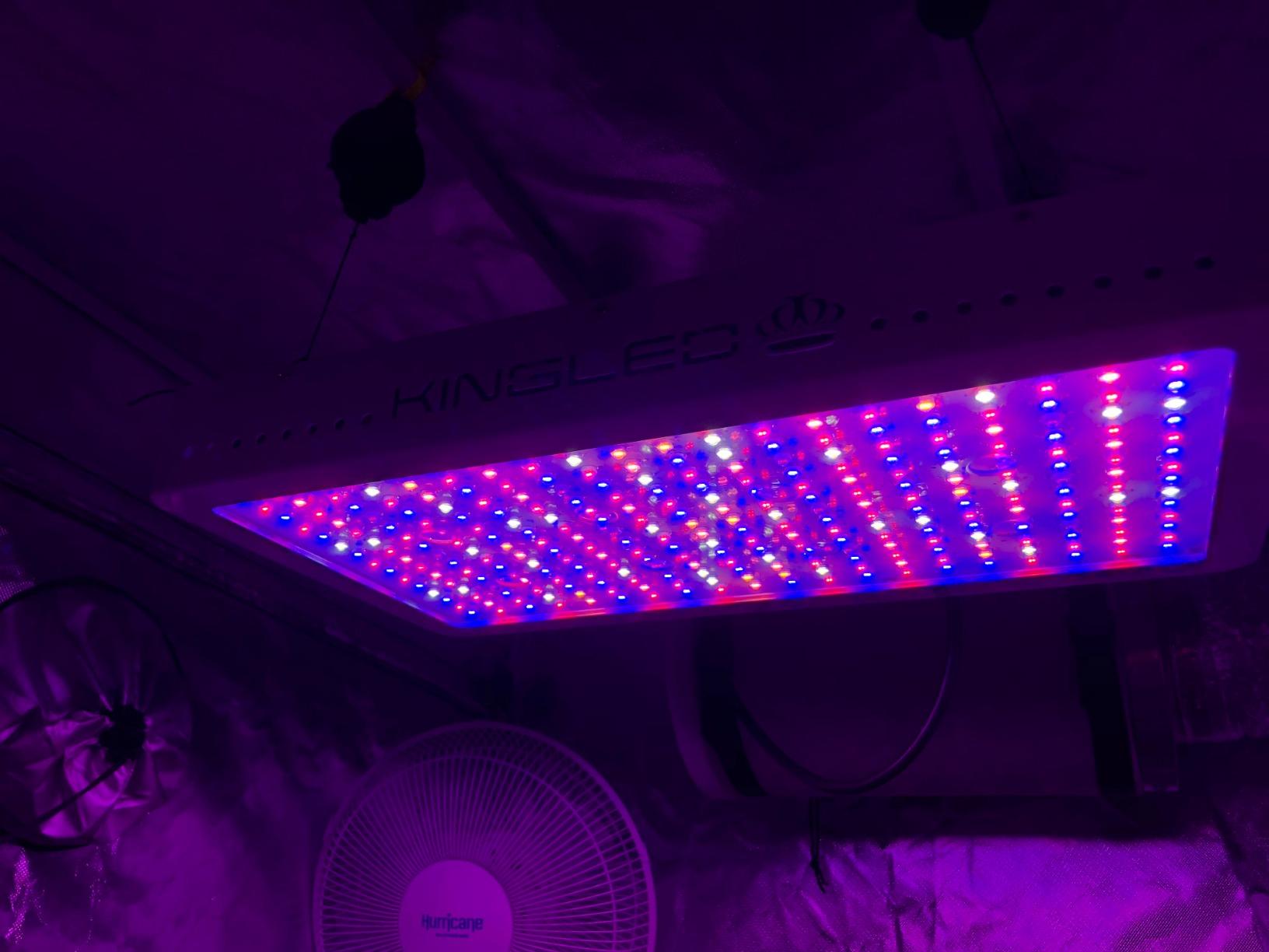 KingLED KP3000 Grow Light for Indoor Plants, Full Spectrum Plant Grow Light customer photo 1