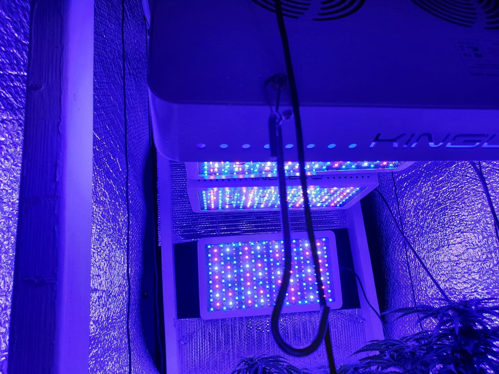 KingLED KP3000 Grow Light for Indoor Plants, Full Spectrum Plant Grow Light customer photo 2