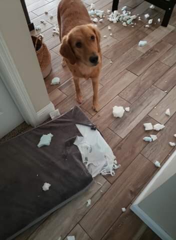 BarkBox Orthopedic Dog Bed - Large customer photo 1