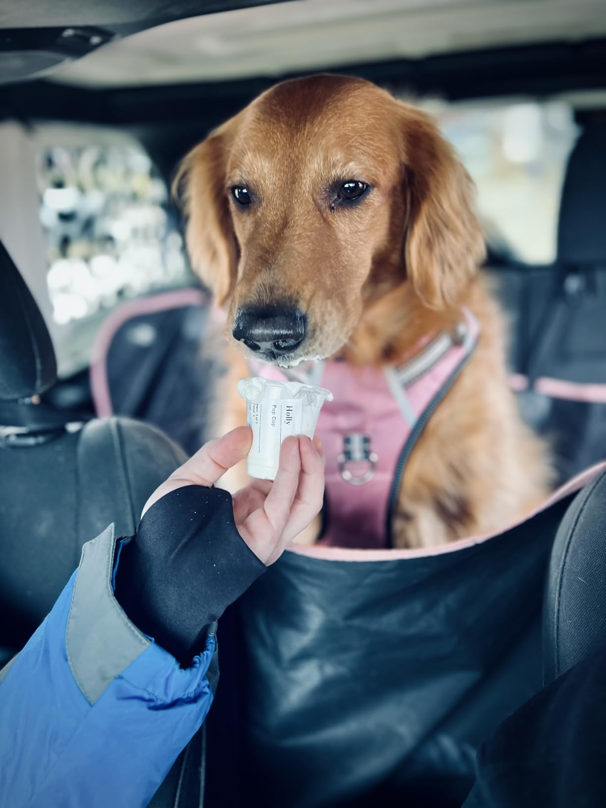 Active Pets Black Standard Dog Car Hammock Back Seat Cover, Waterproof Backseat Cover Protector for Truck Bench Rear of Sedans or SUVs, Essential Pet Supplies Vacuum or Wipe Clean, Machine Washable customer photo 2