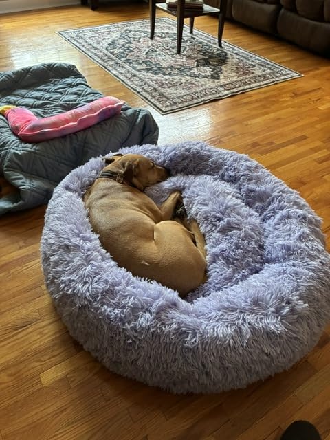 Best Friends by Sheri Original Calming Donut Dog Bed, Oyster, Small, 23