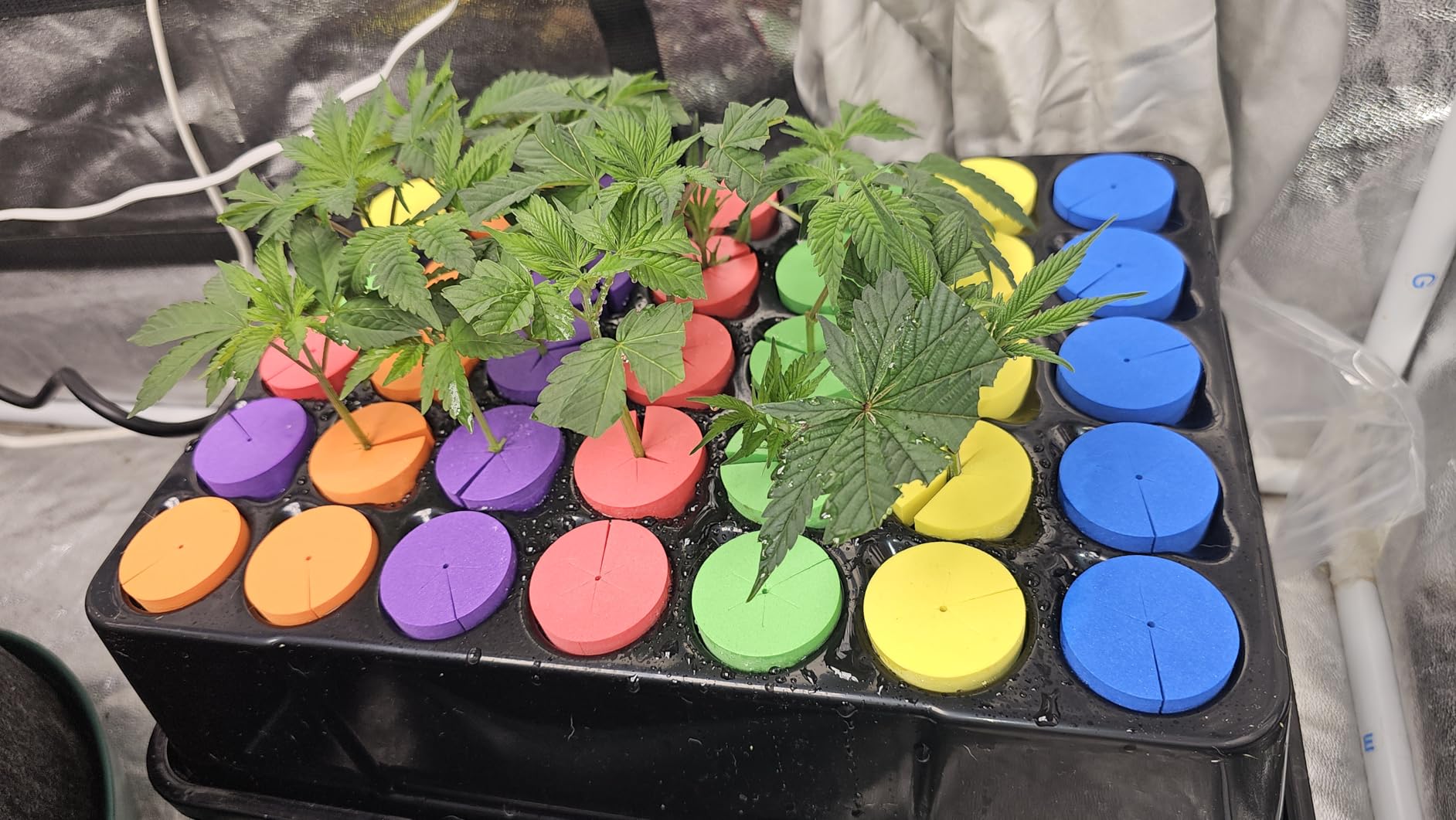 Aeroponic Cloner Machine, Cloning Machine 35 Site for Cutting Rooting Germination Kit Using 1.625 inch Neoprene Clone Inserts customer photo 2