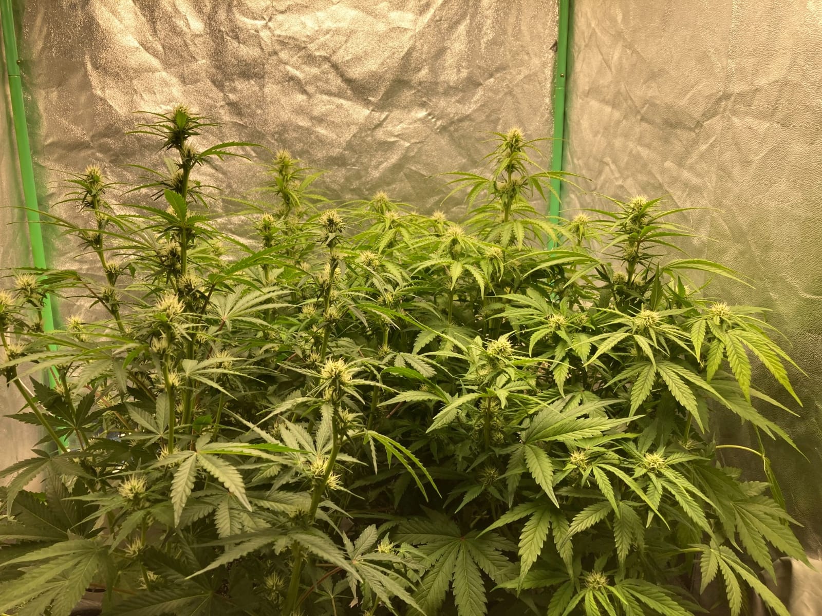 MARS HYDRO 300W TSL2000 Led Grow Lights for Indoor Plants customer photo 2