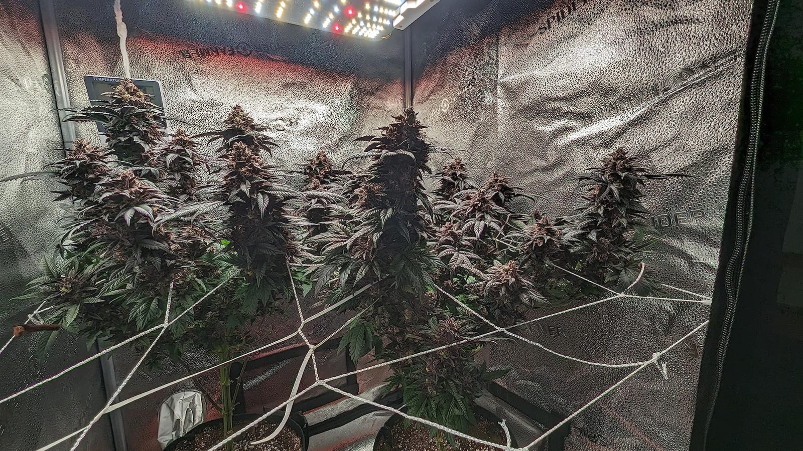 Spider Farmer SF4000 LED Grow Lights for Indoor Plants in 4x4 Grow Tent customer photo 2