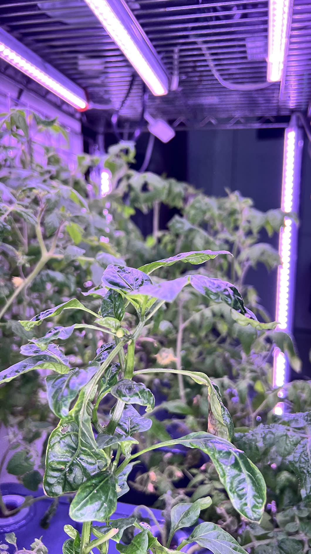Barrina T5 Grow Lights, Full Spectrum, 2ft 80W (8 x 10W), Yellow, 8 Packs customer photo 1