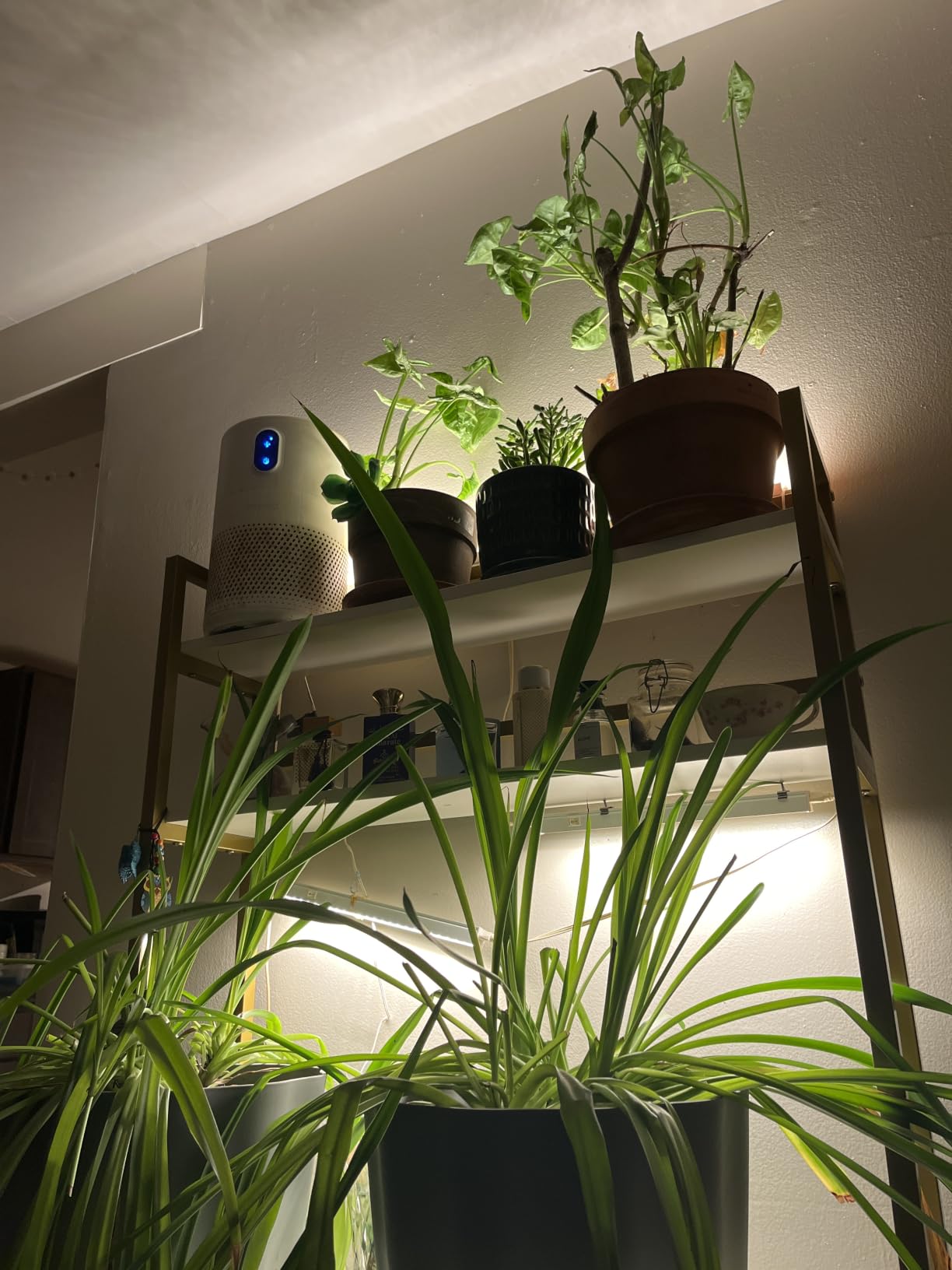 Barrina T5 Grow Lights, Full Spectrum, 2ft 80W (8 x 10W), Yellow, 8 Packs customer photo 2