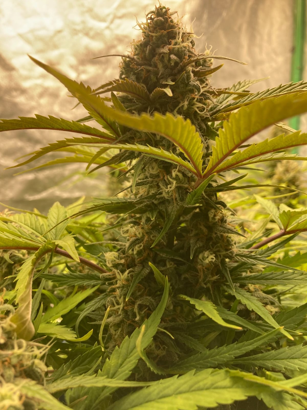 MARS HYDRO 100W TS600 2x2ft Dimmable LED Grow Lights for Indoor Plants customer photo 2