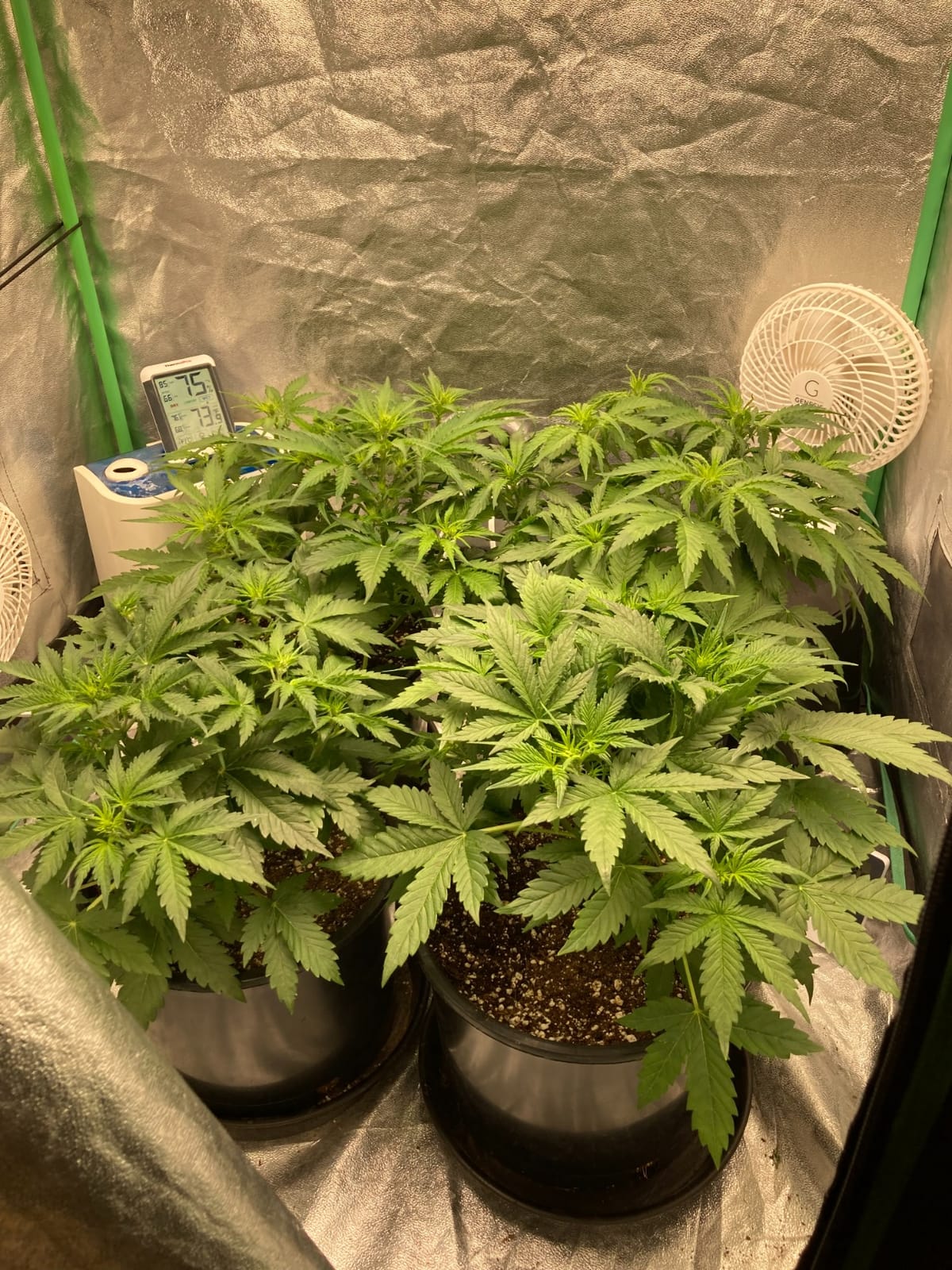 MARS HYDRO 420W TS3000 Led Grow Lights for Indoor Plants customer photo 2